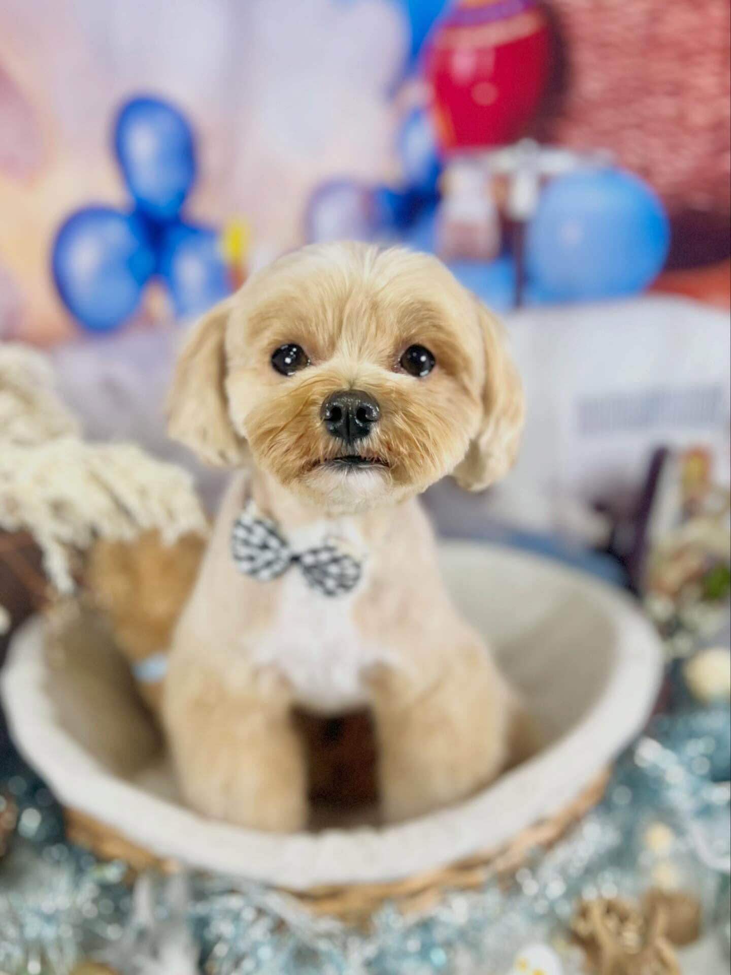 来店いただいたコタローくんです🐶✨