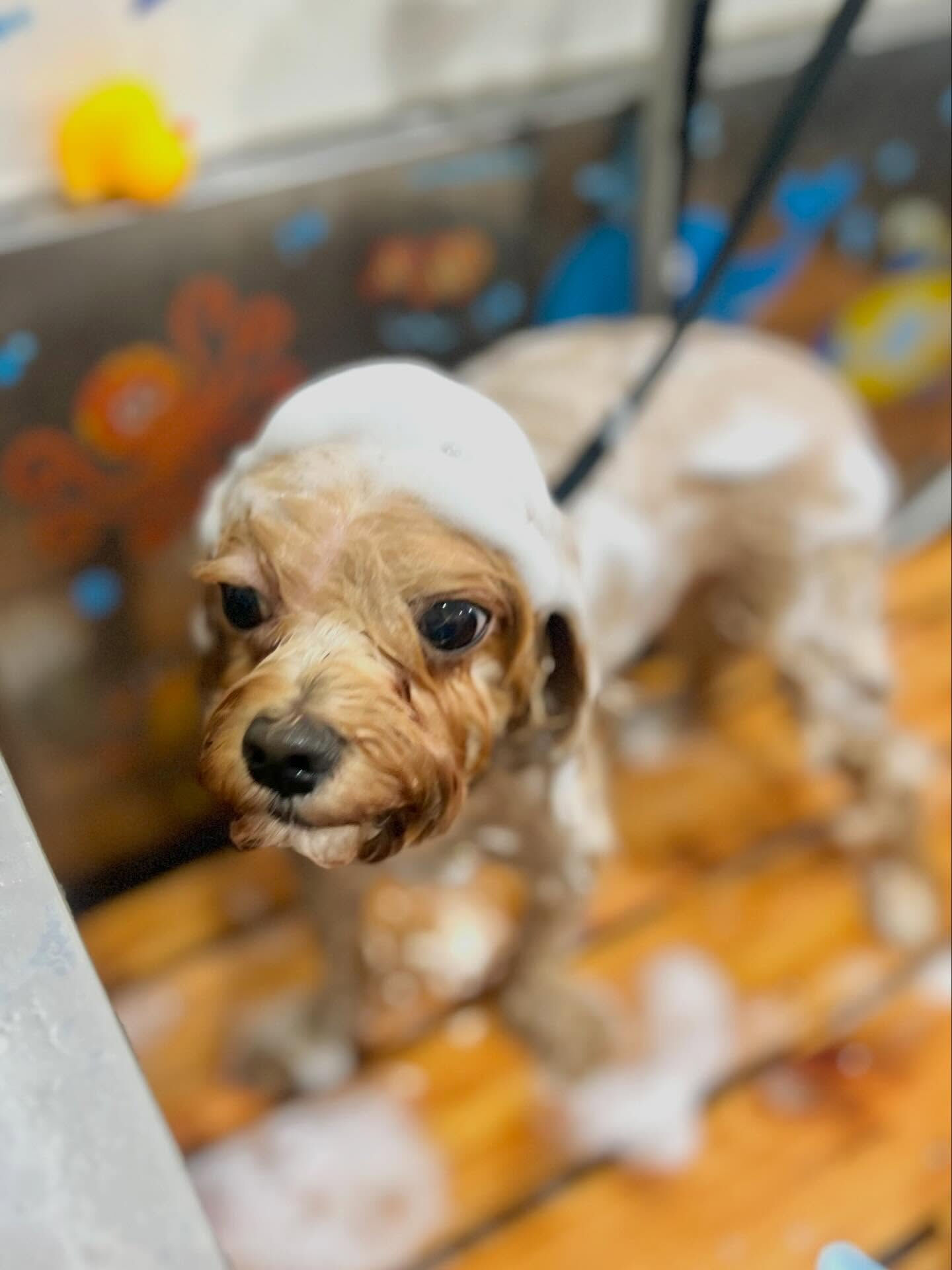 来店いただいたコタローくんです🐶✨