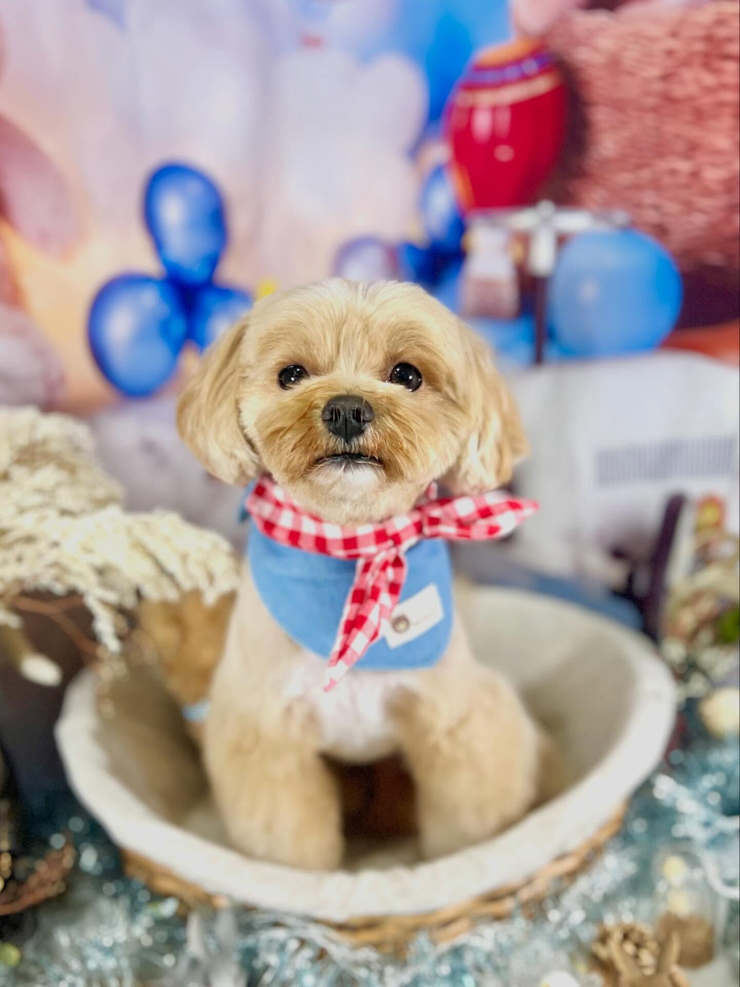 来店いただいたコタローくんです🐶✨