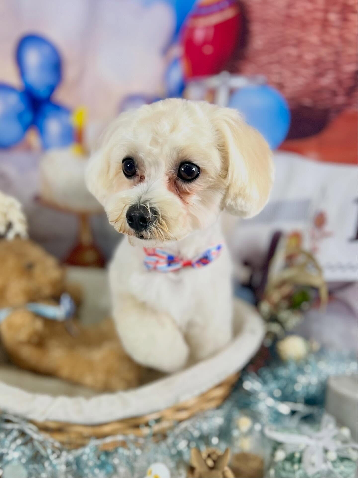 来店いただいたリリちゃんです🐶✨