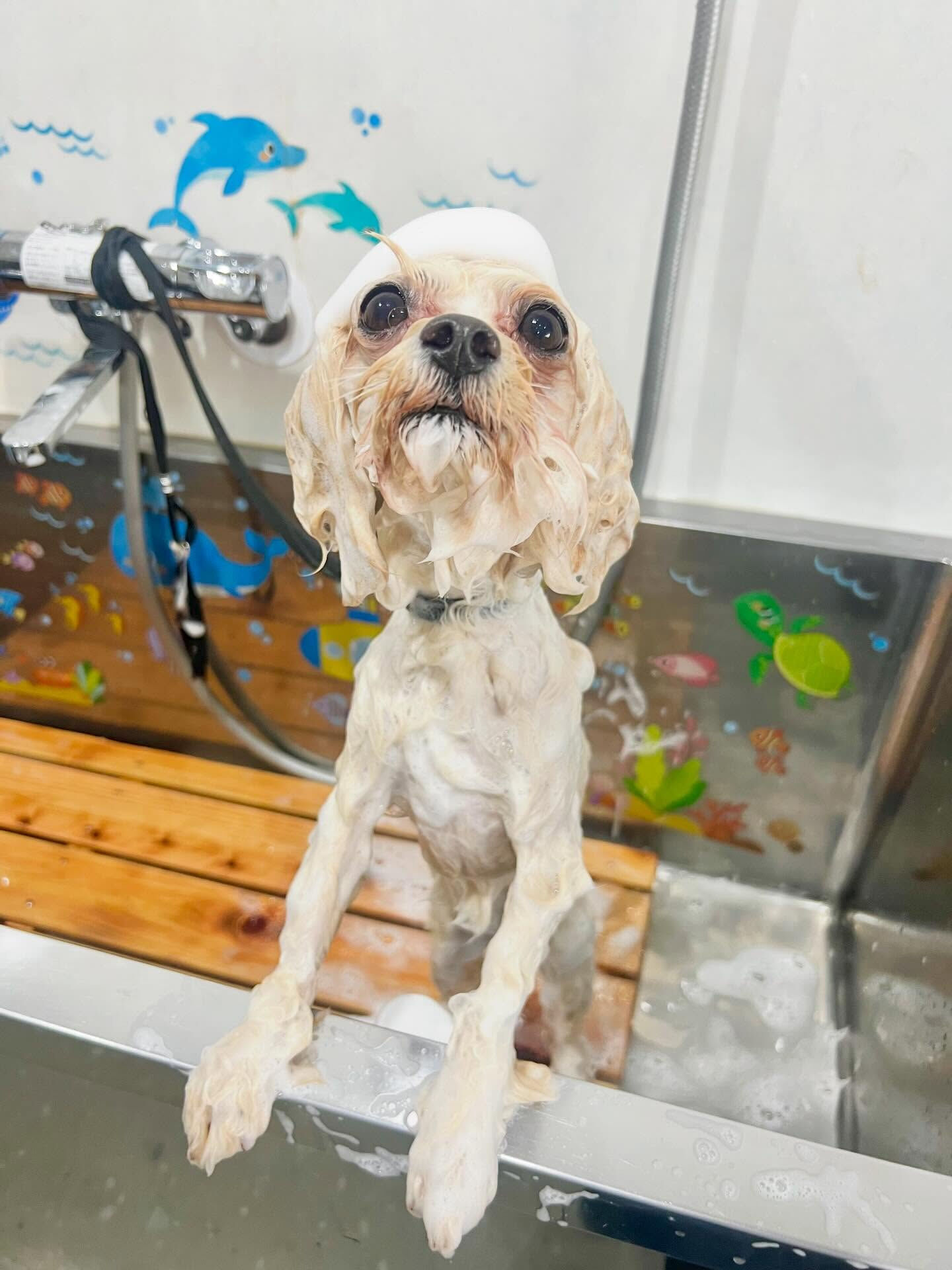 来店いただいたリリちゃんです🐶✨