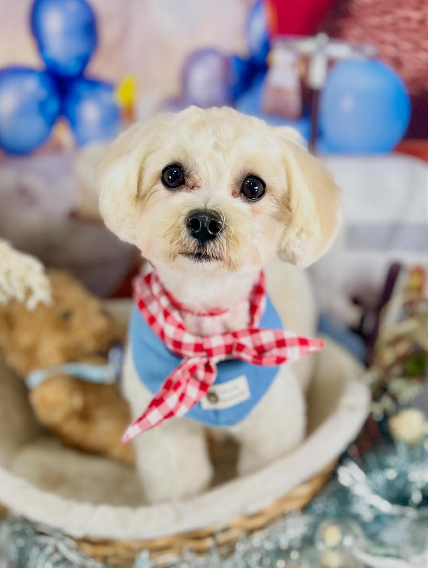 来店いただいたリリちゃんです🐶✨