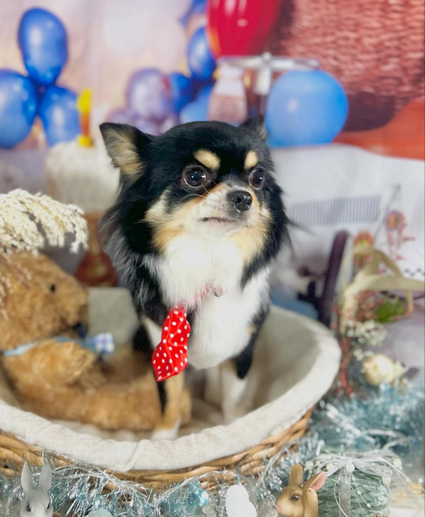 来店いただいたcocoくんです🐶✨