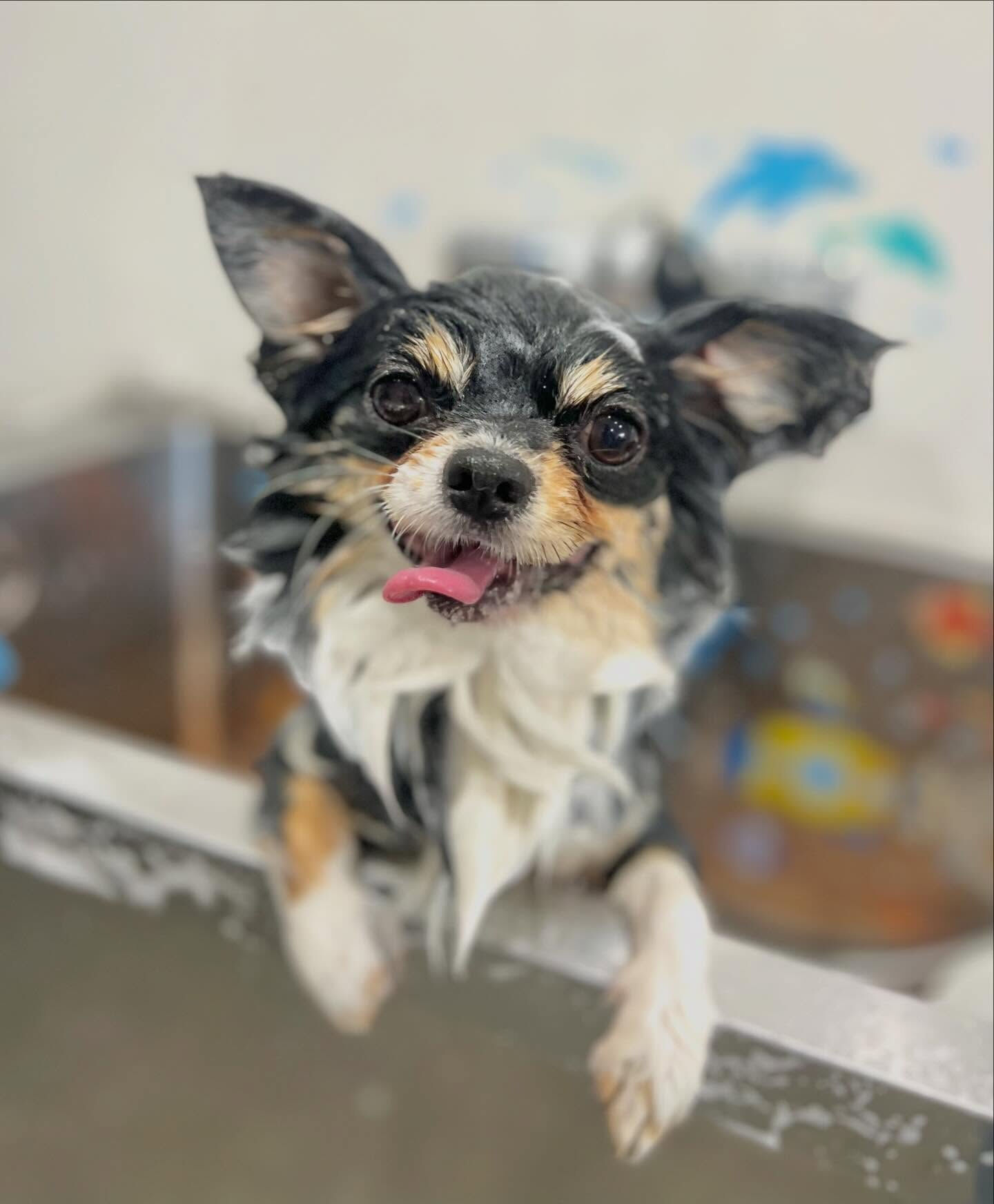 来店いただいたcocoくんです🐶✨