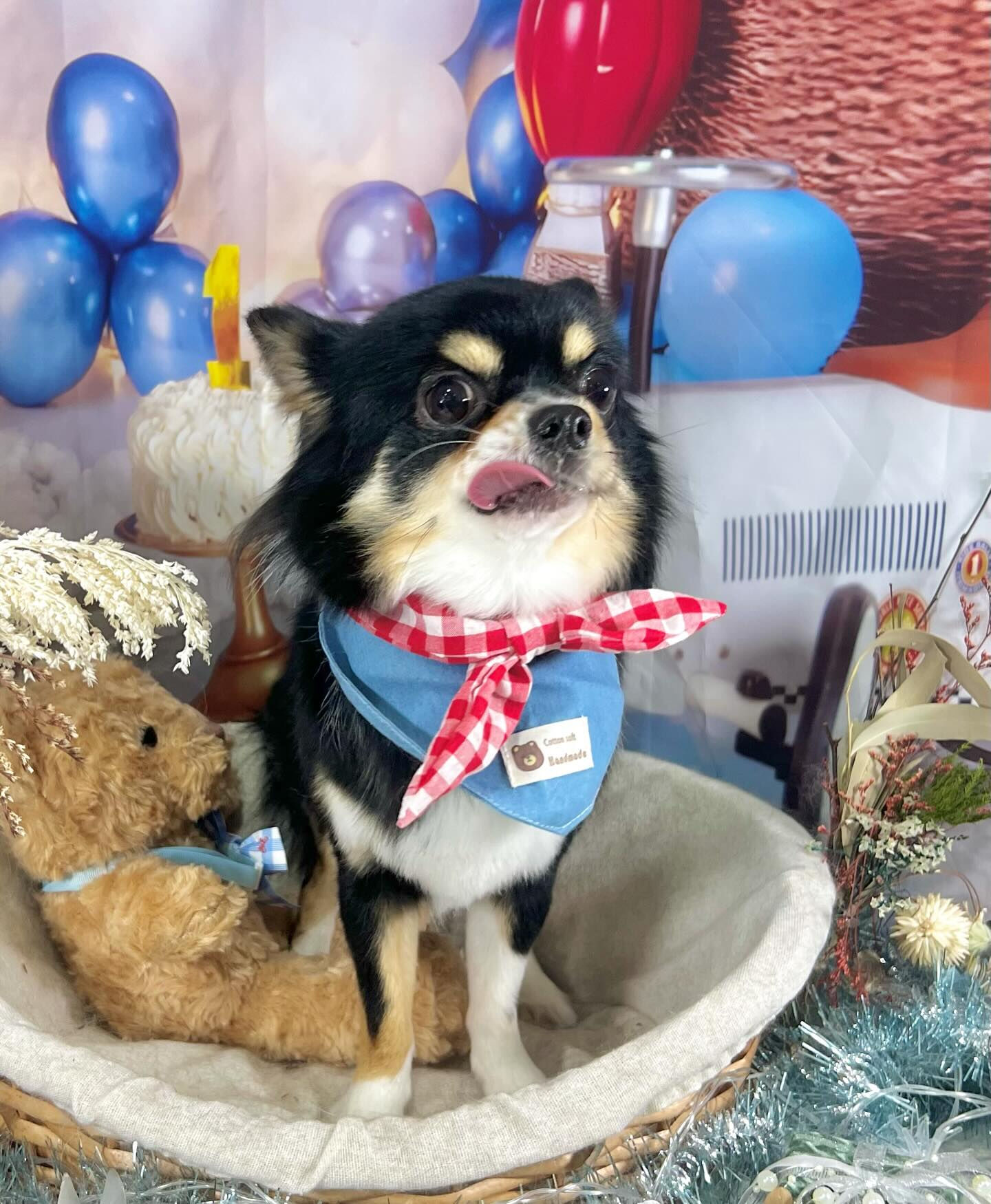 来店いただいたcocoくんです🐶✨