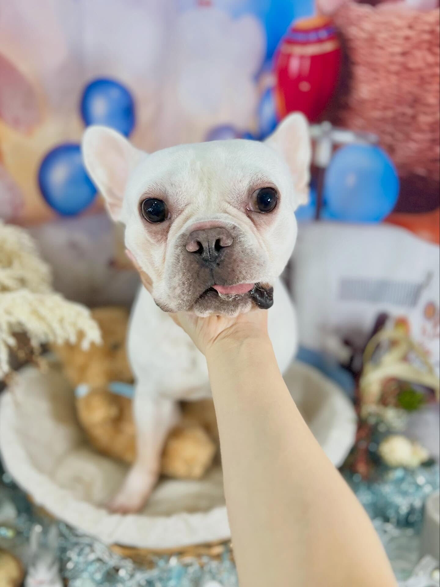 来店いただいた文太くんです🐶✨