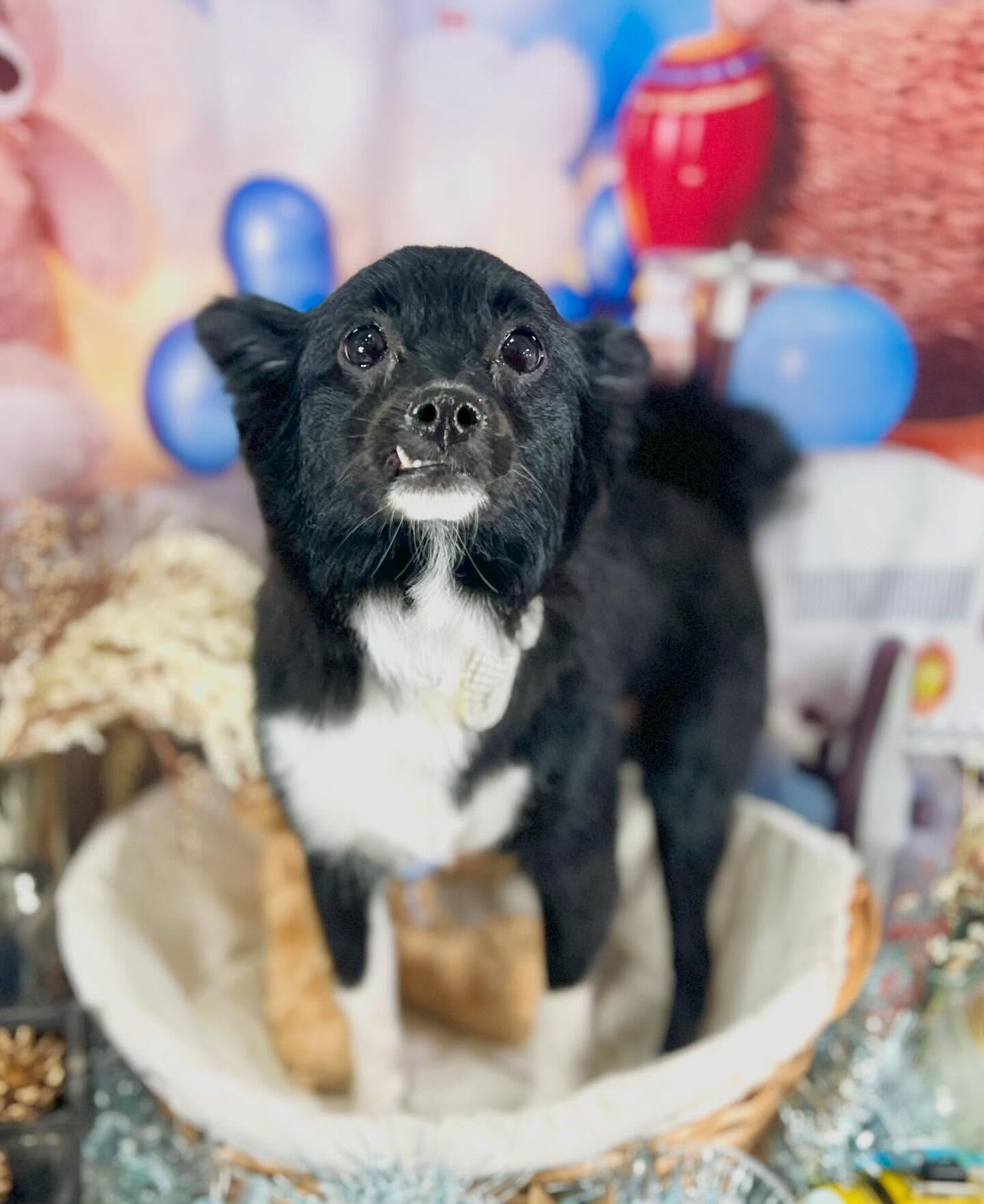 来店いただいたルンルンくんです🐶✨