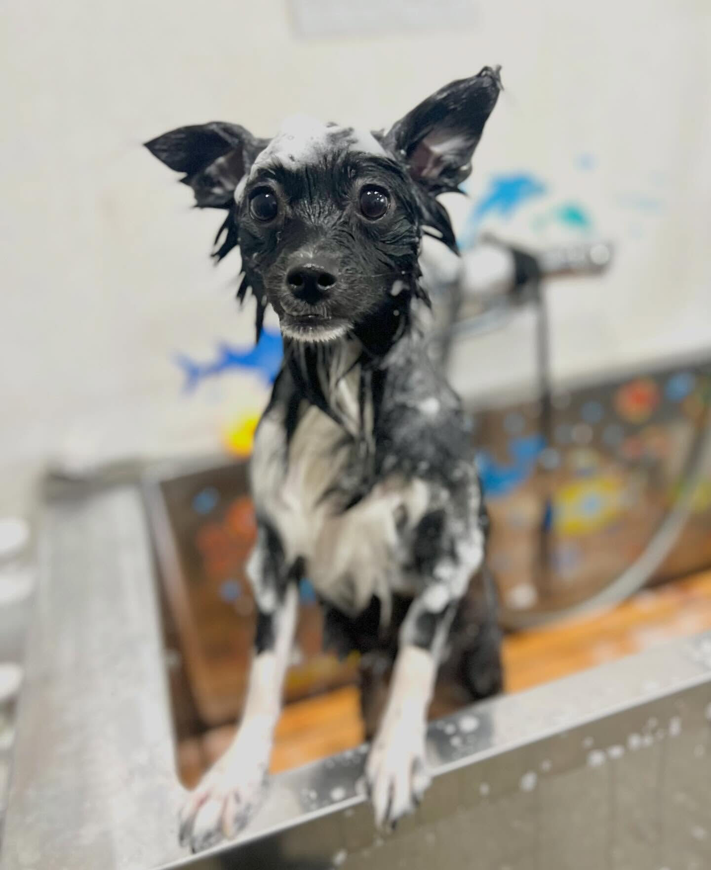 来店いただいたルンルンくんです🐶✨