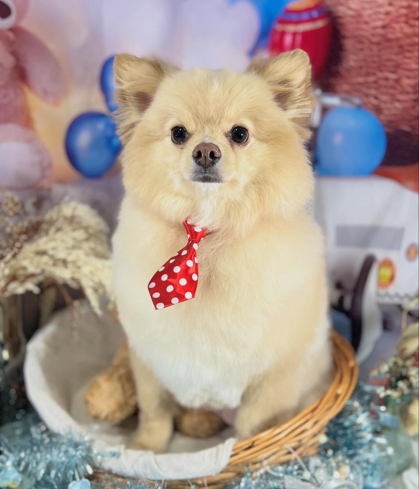 来店いただいたライチくんです🐶✨
