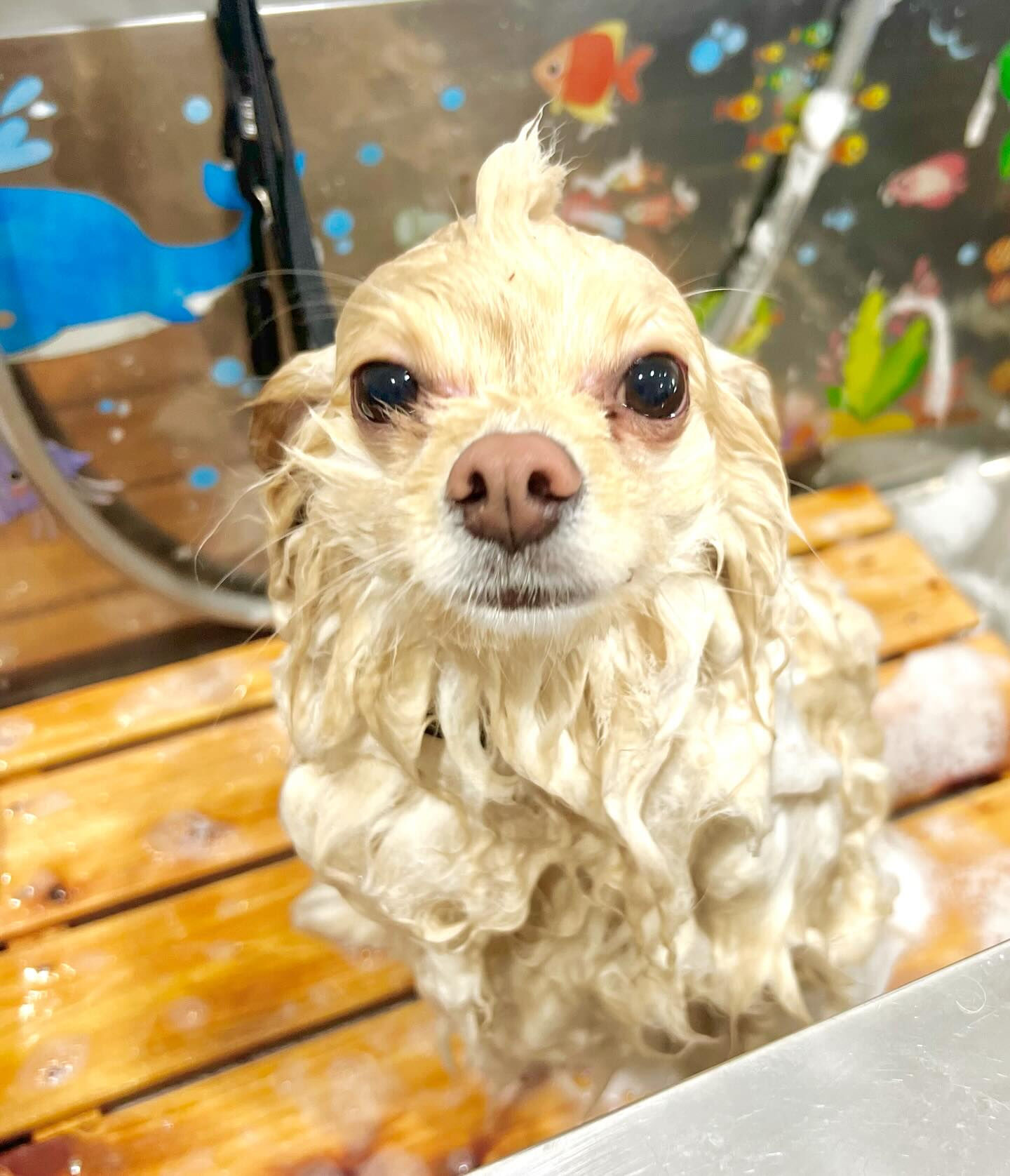来店いただいたライチくんです🐶✨