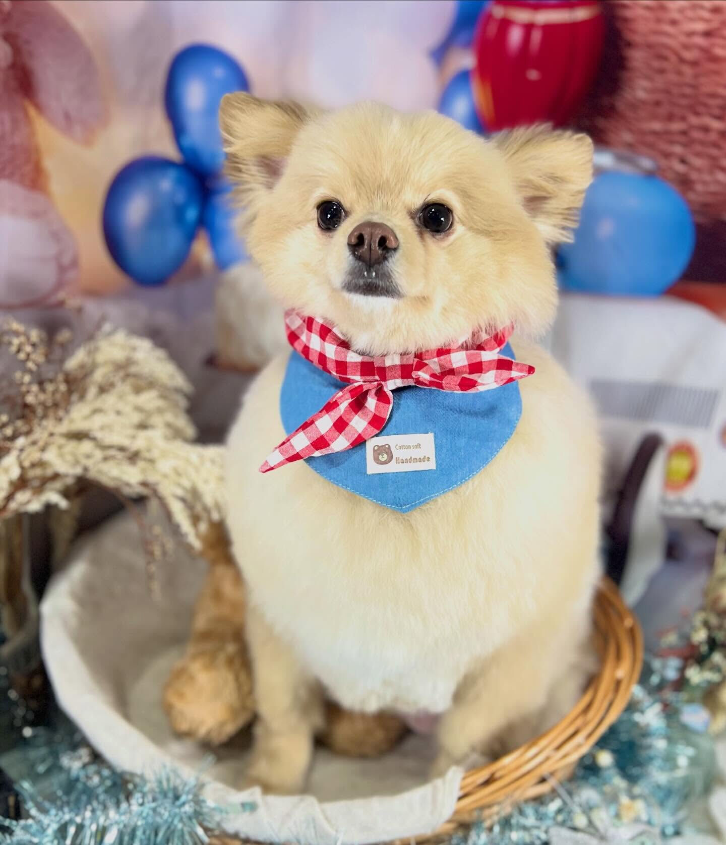 来店いただいたライチくんです🐶✨