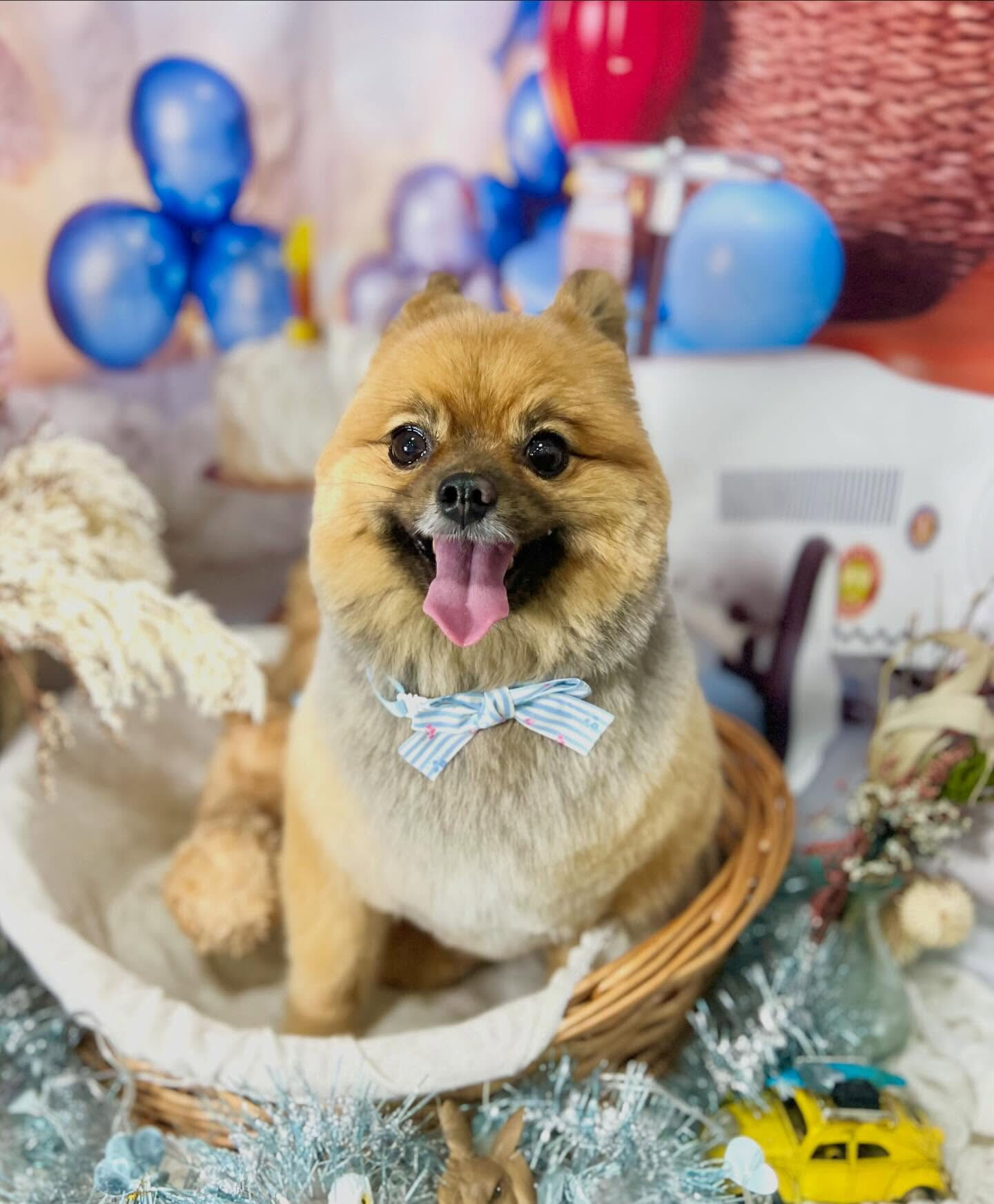来店いただいたらい菜ちゃんです🐶✨