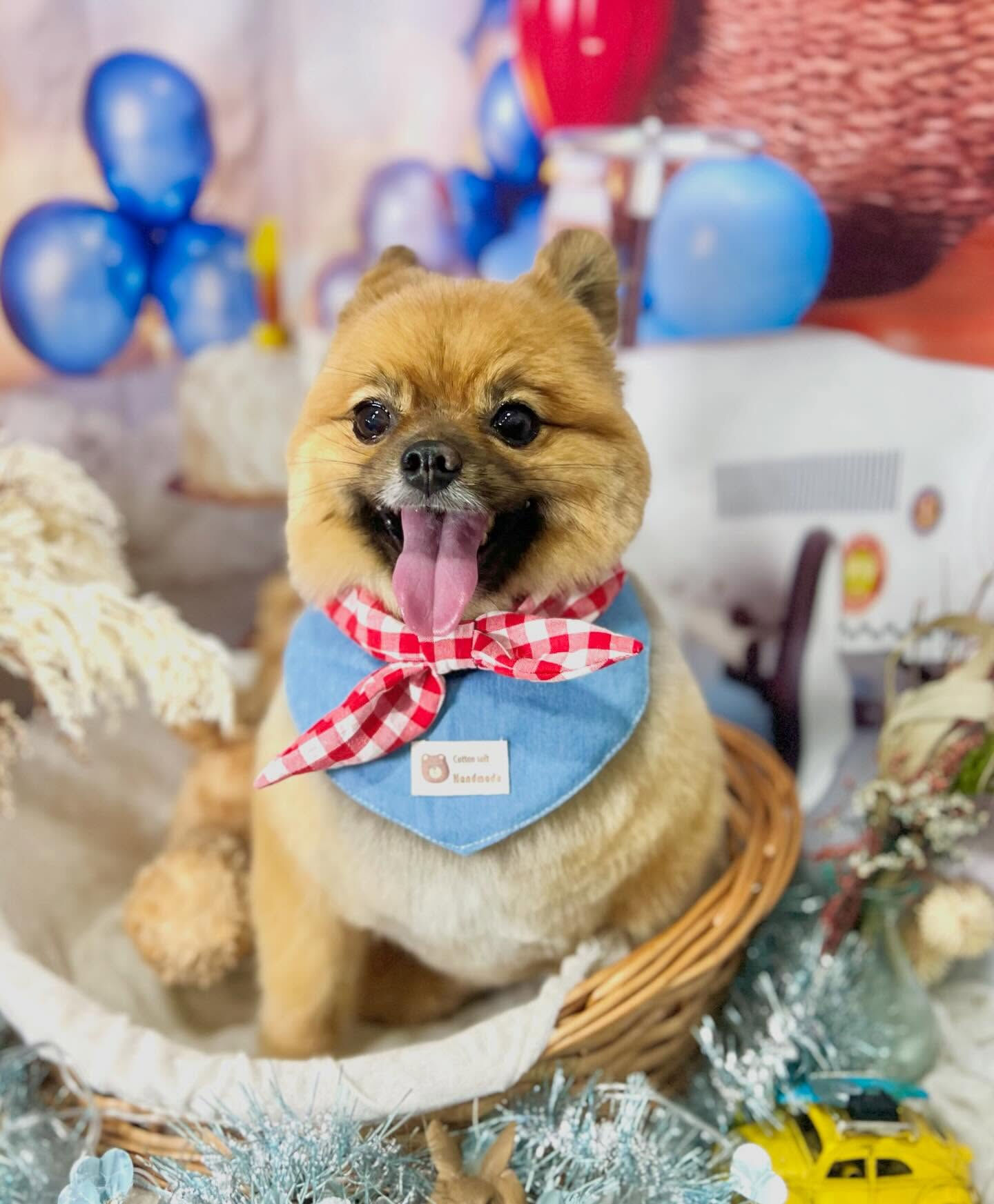 来店いただいたらい菜ちゃんです🐶✨