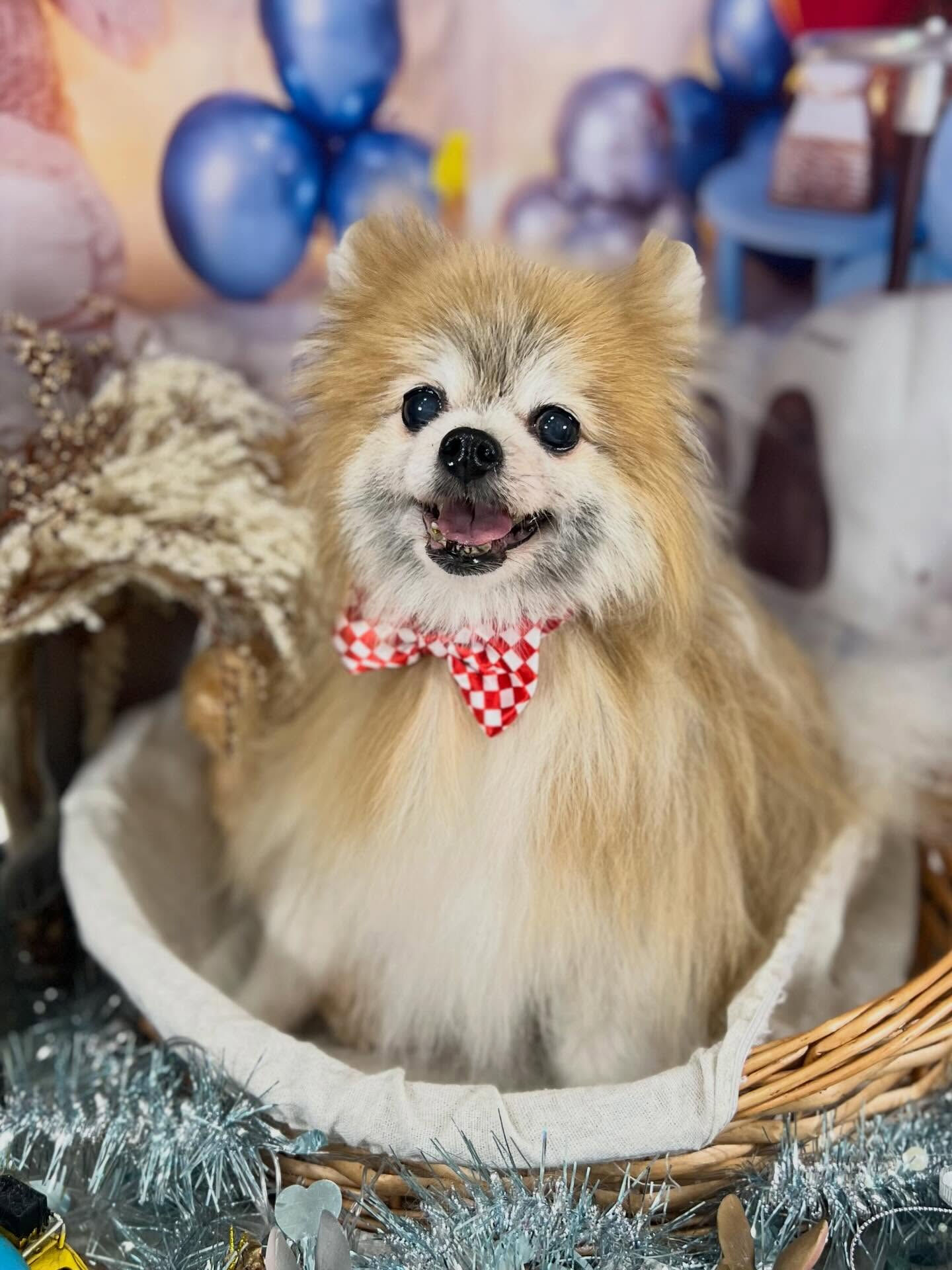 来店いただいたモコちゃんです🐶✨