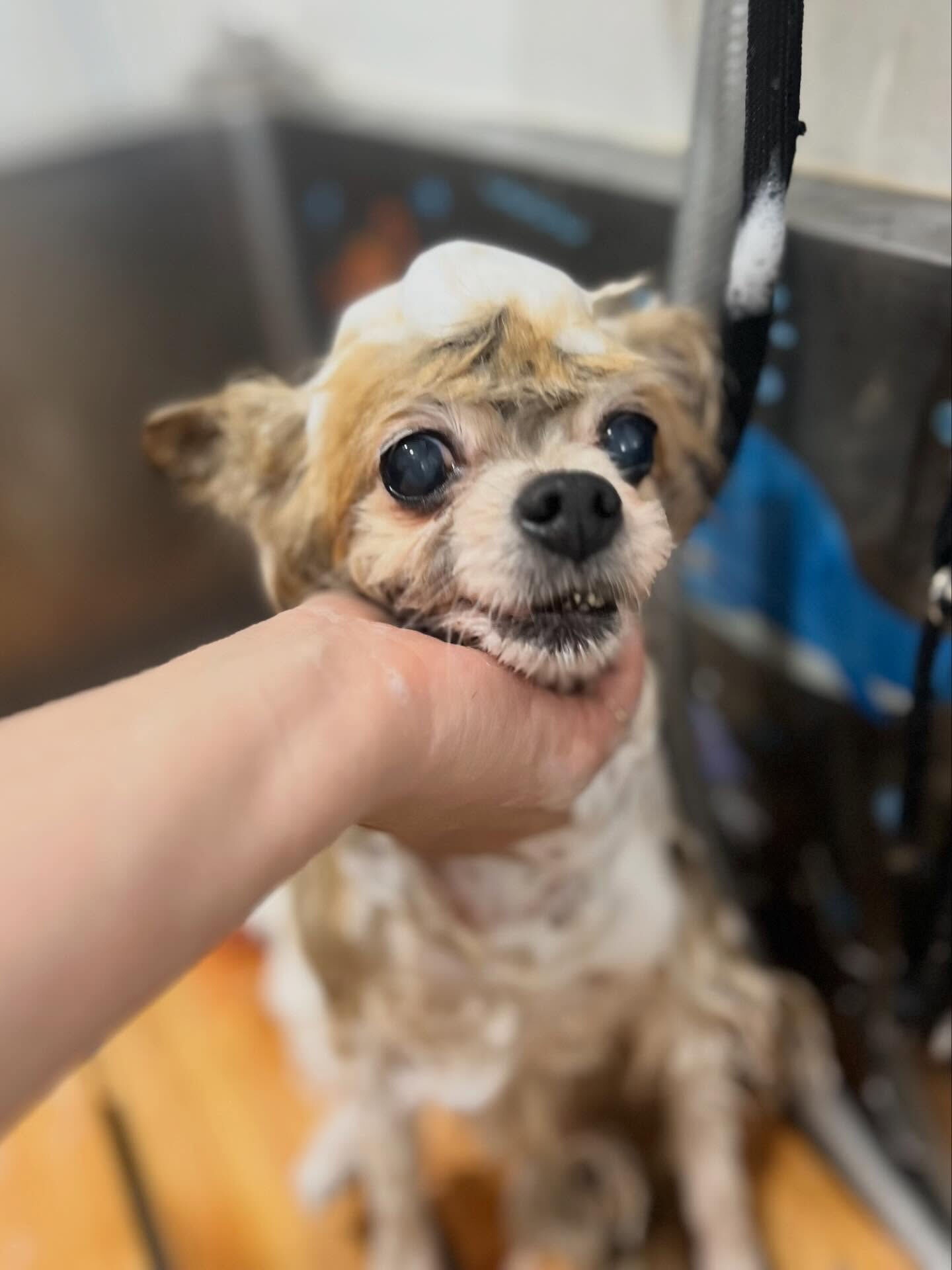来店いただいたモコちゃんです🐶✨