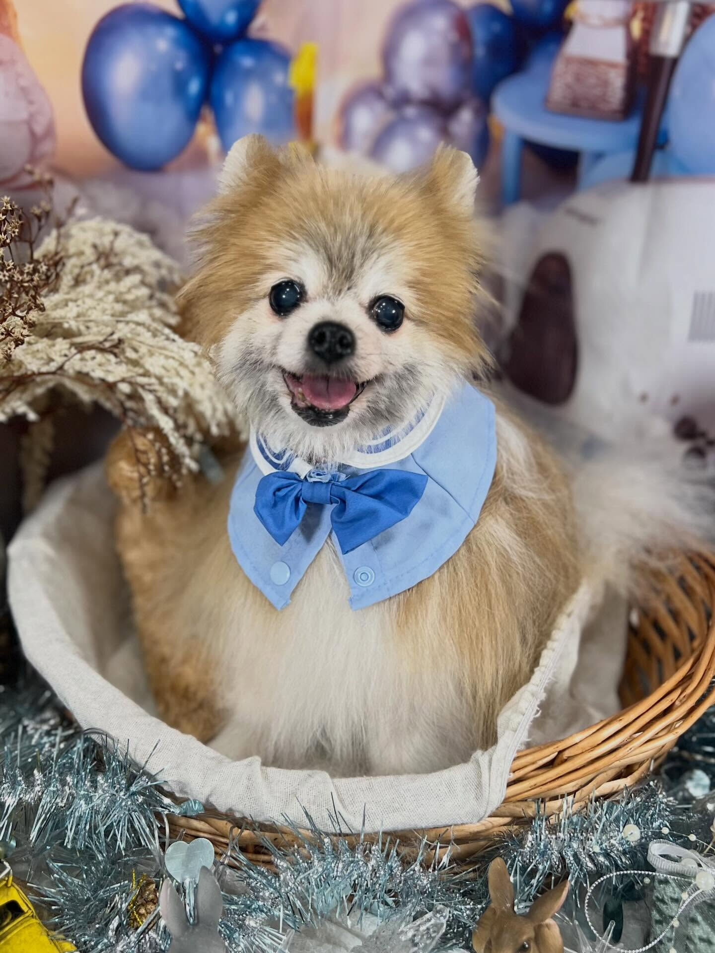 来店いただいたモコちゃんです🐶✨