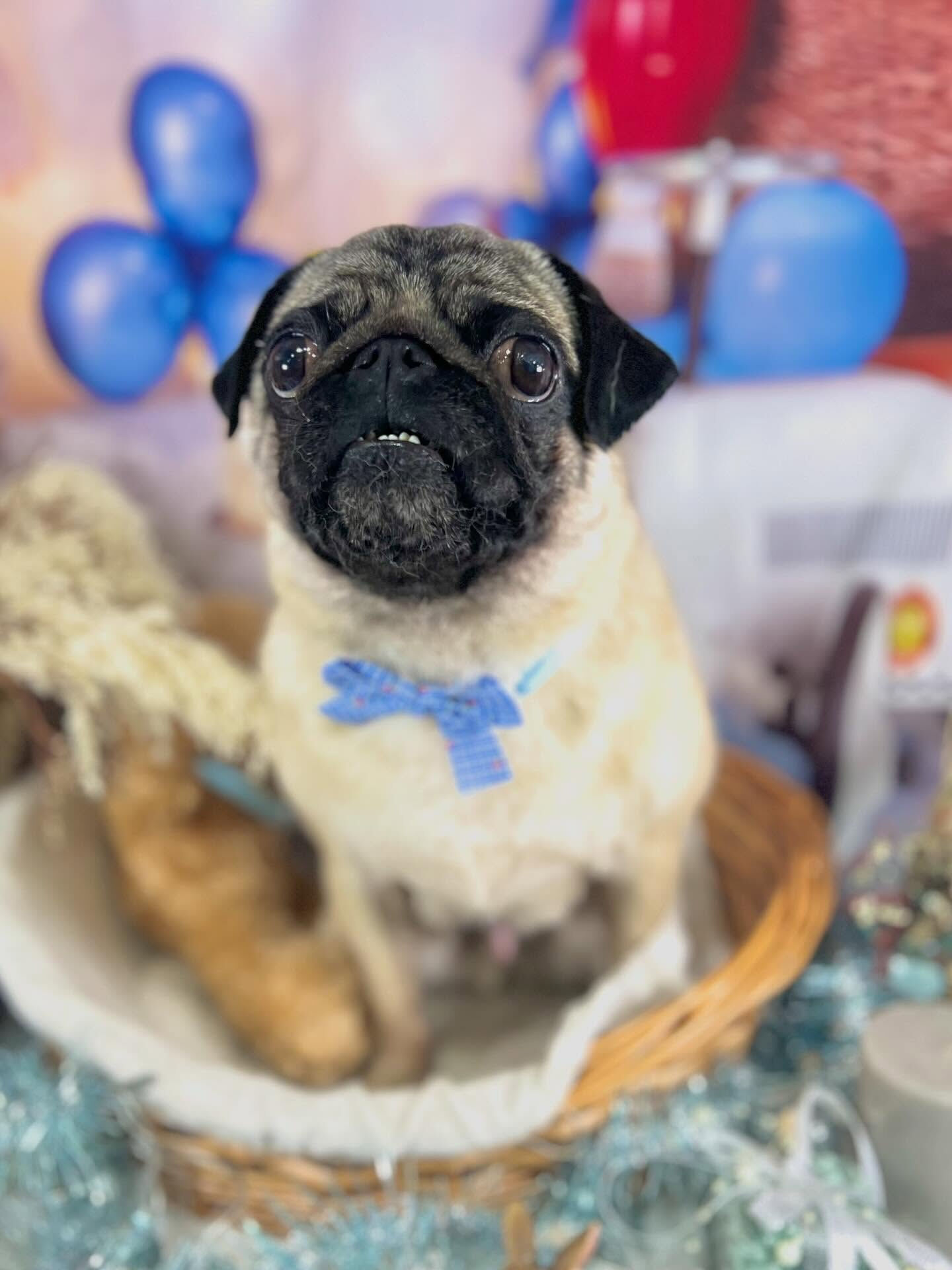 来店いただいたパグトくんです🐶✨