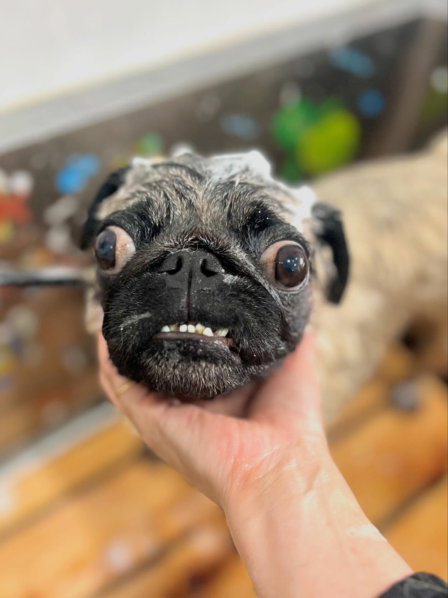 来店いただいたパグトくんです🐶✨