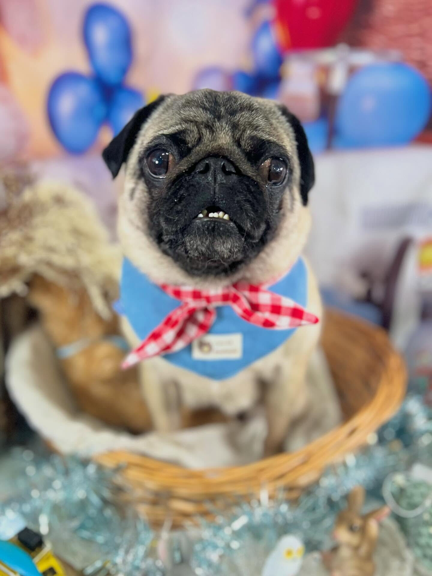 来店いただいたパグトくんです🐶✨