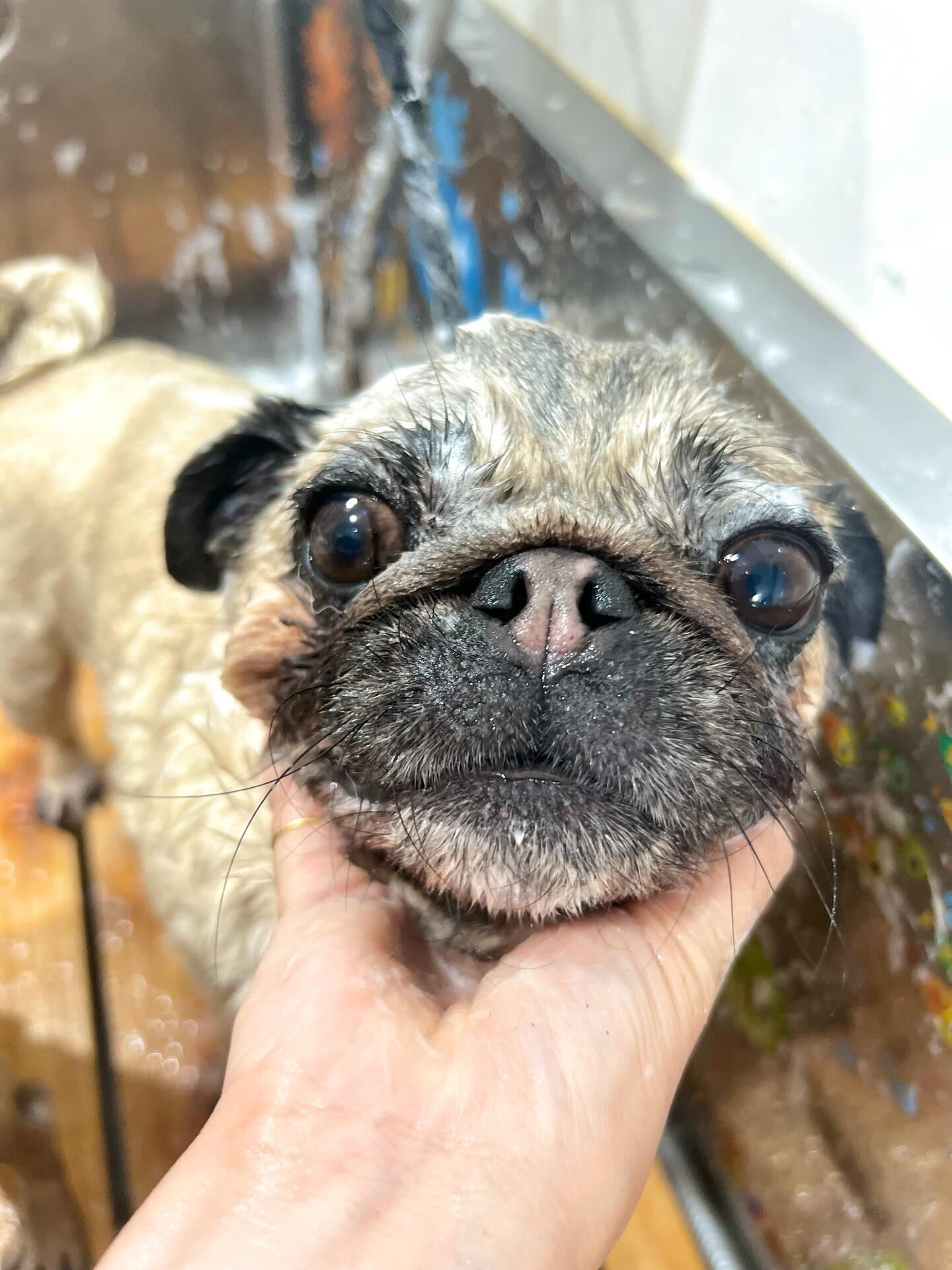 来店いただいたパグミちゃんです🐶✨