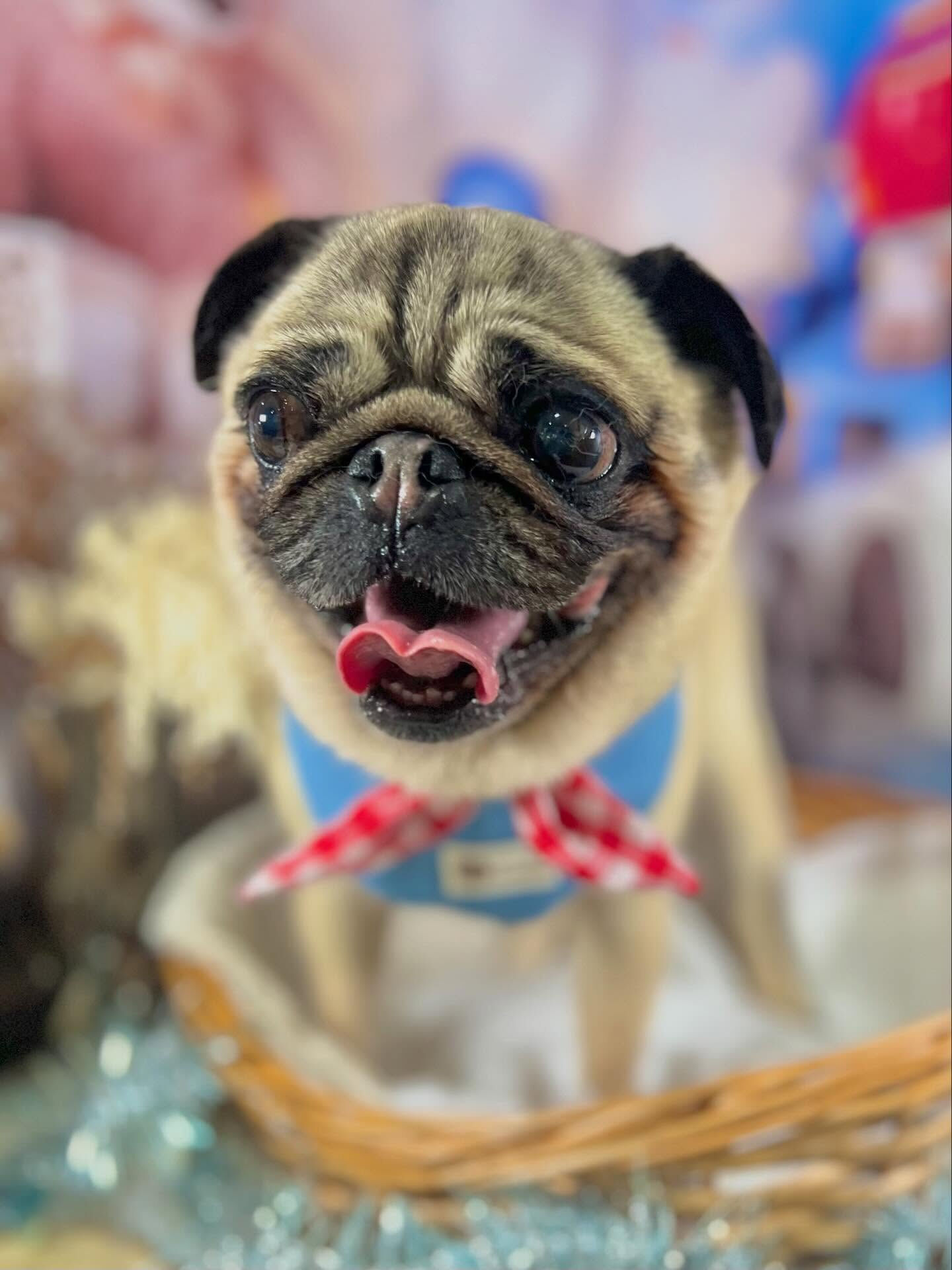来店いただいたパグミちゃんです🐶✨