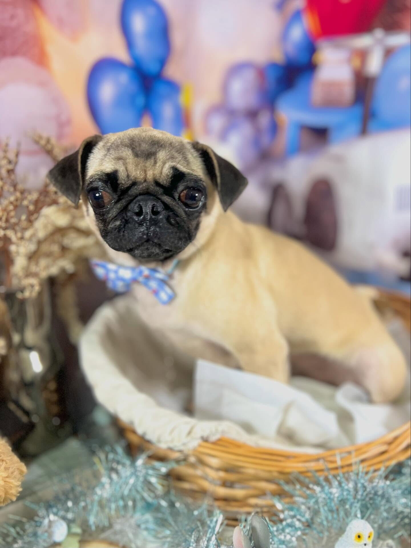 来店いただいたもずくちゃんです🐶✨