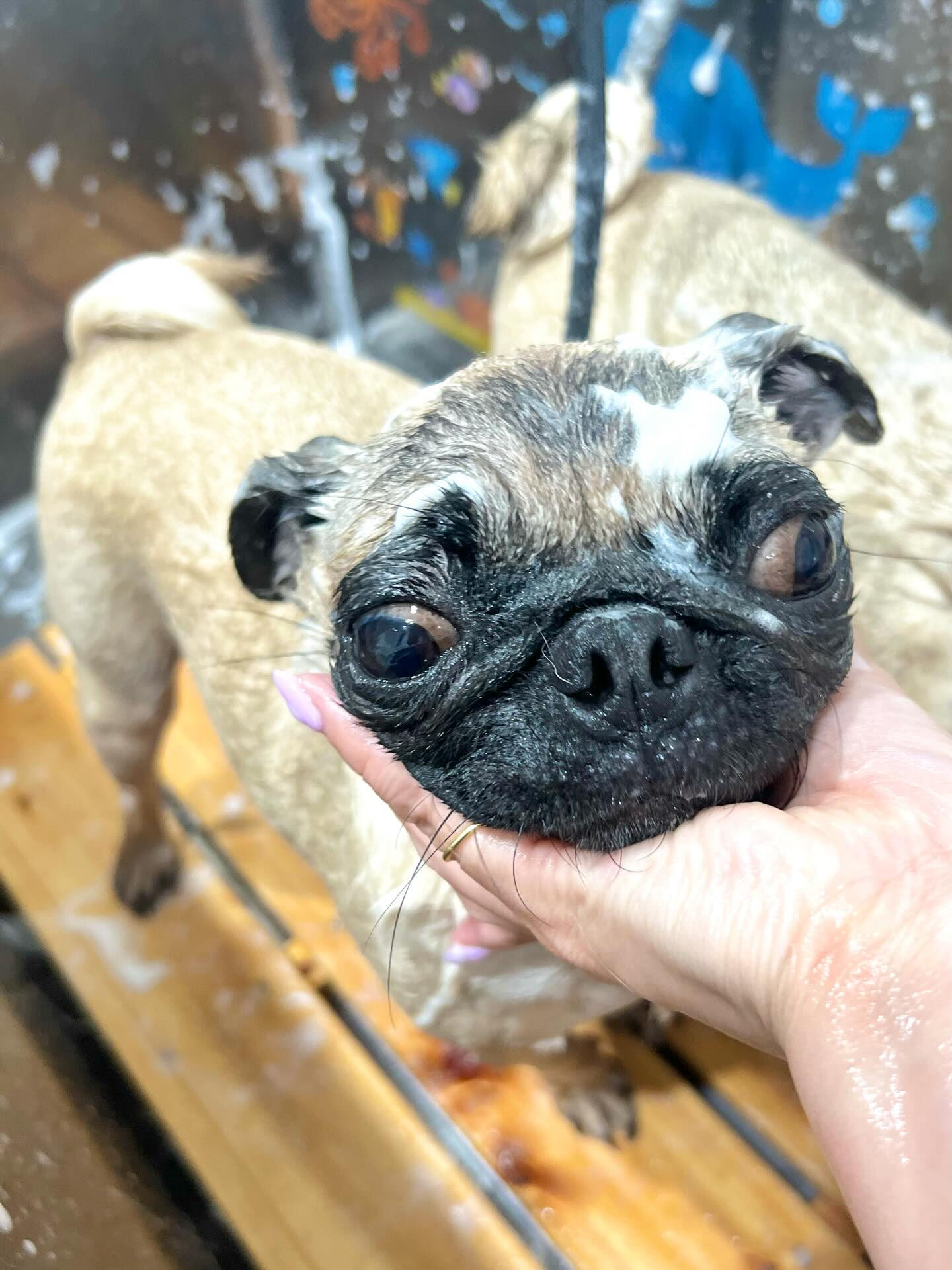 来店いただいたもずくちゃんです🐶✨