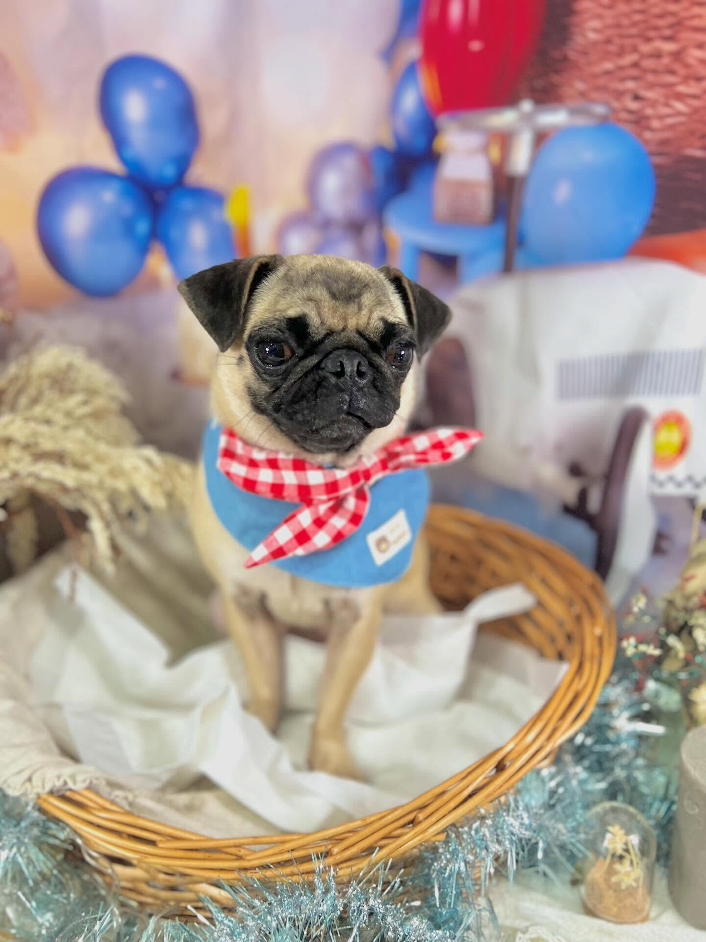 来店いただいたもずくちゃんです🐶✨