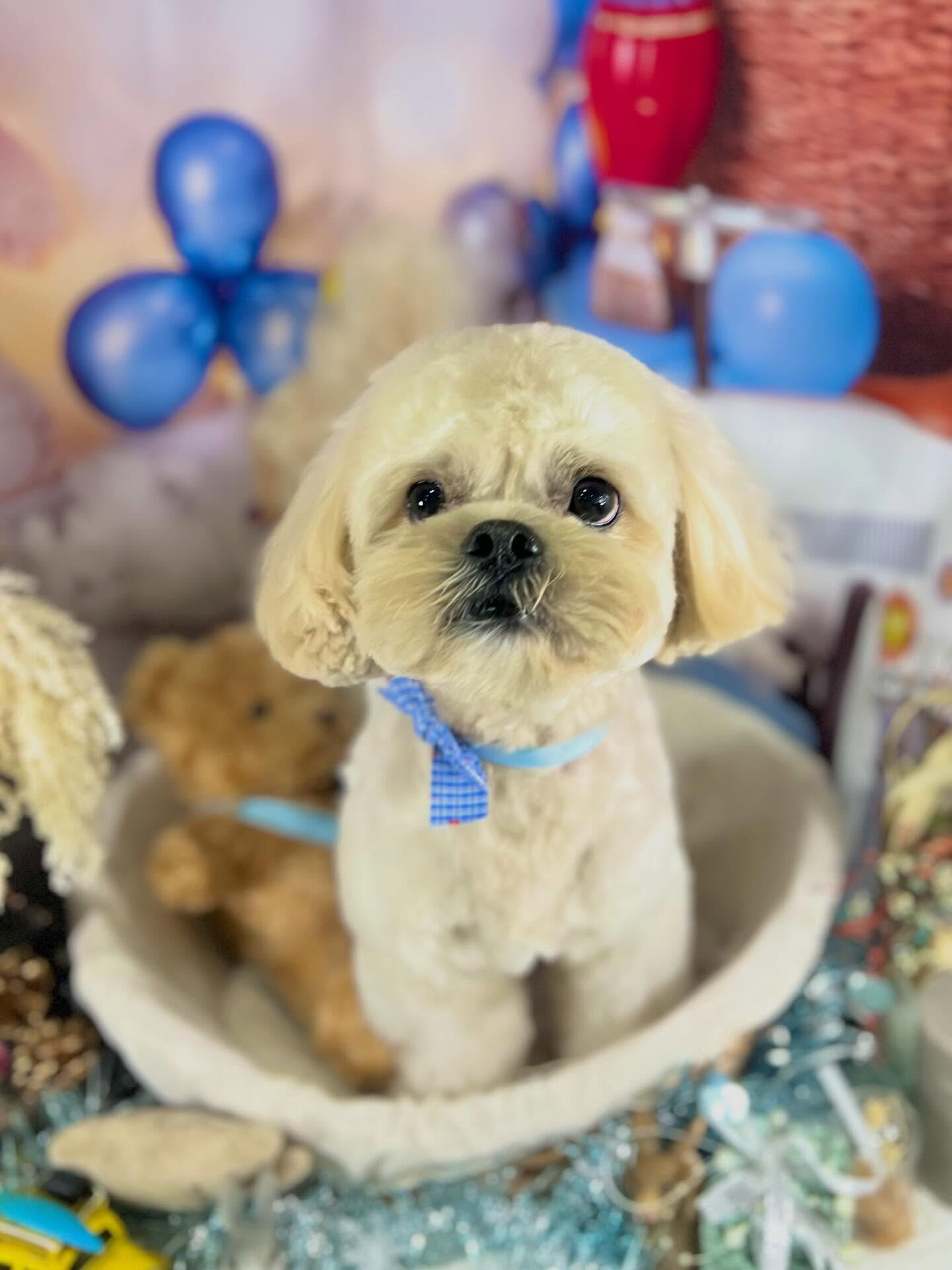 来店いただいたまるとくんです🐶✨