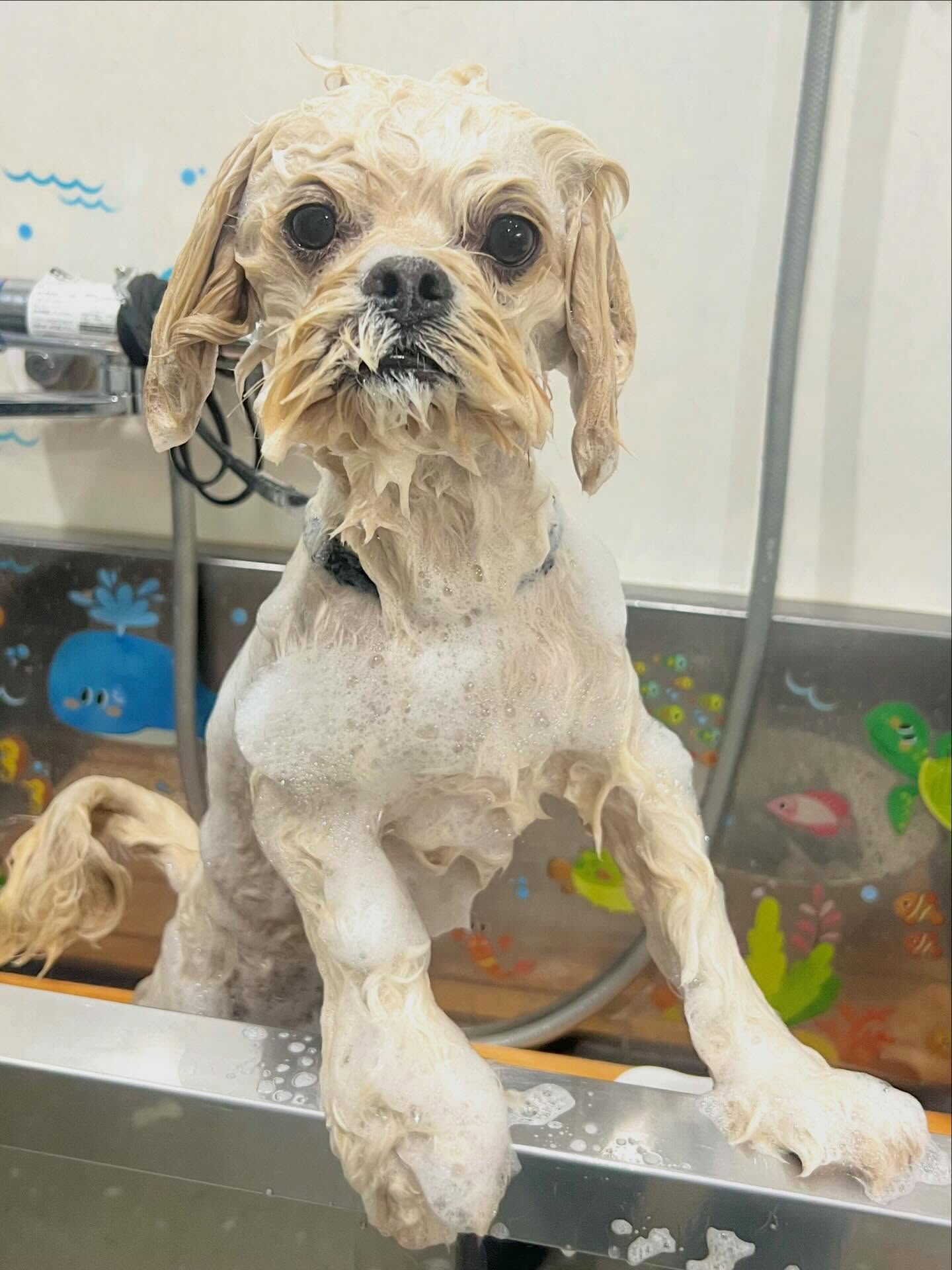 来店いただいたまるとくんです🐶✨