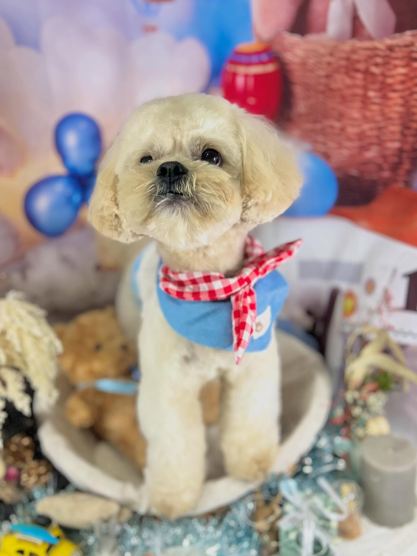 来店いただいたまるとくんです🐶✨