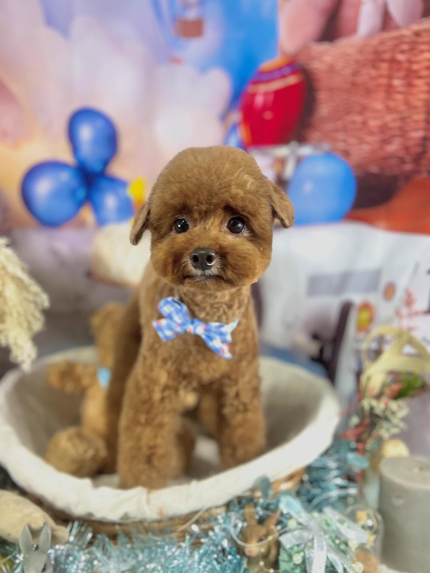 来店いただいたプーチくんです🐶✨
