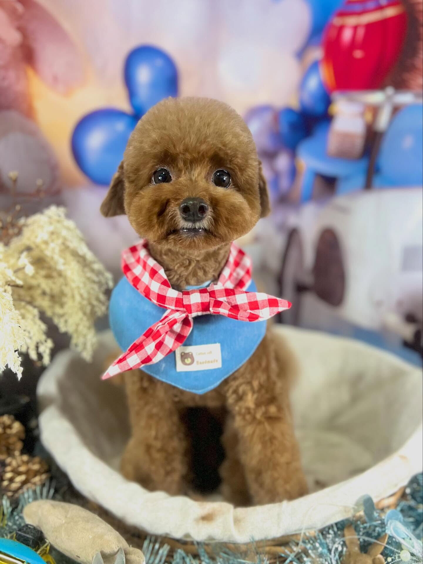 来店いただいたプーチくんです🐶✨