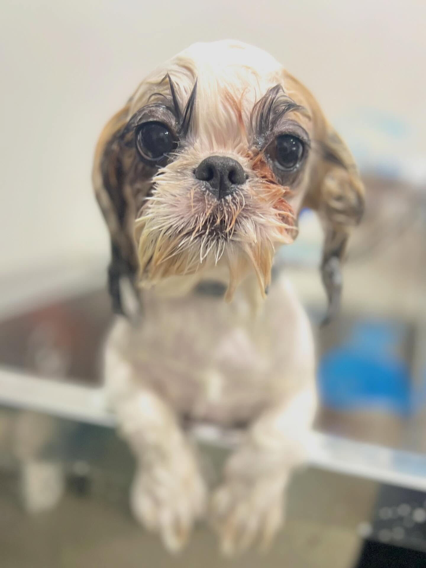 来店いただいたもずくちゃんです🐶✨