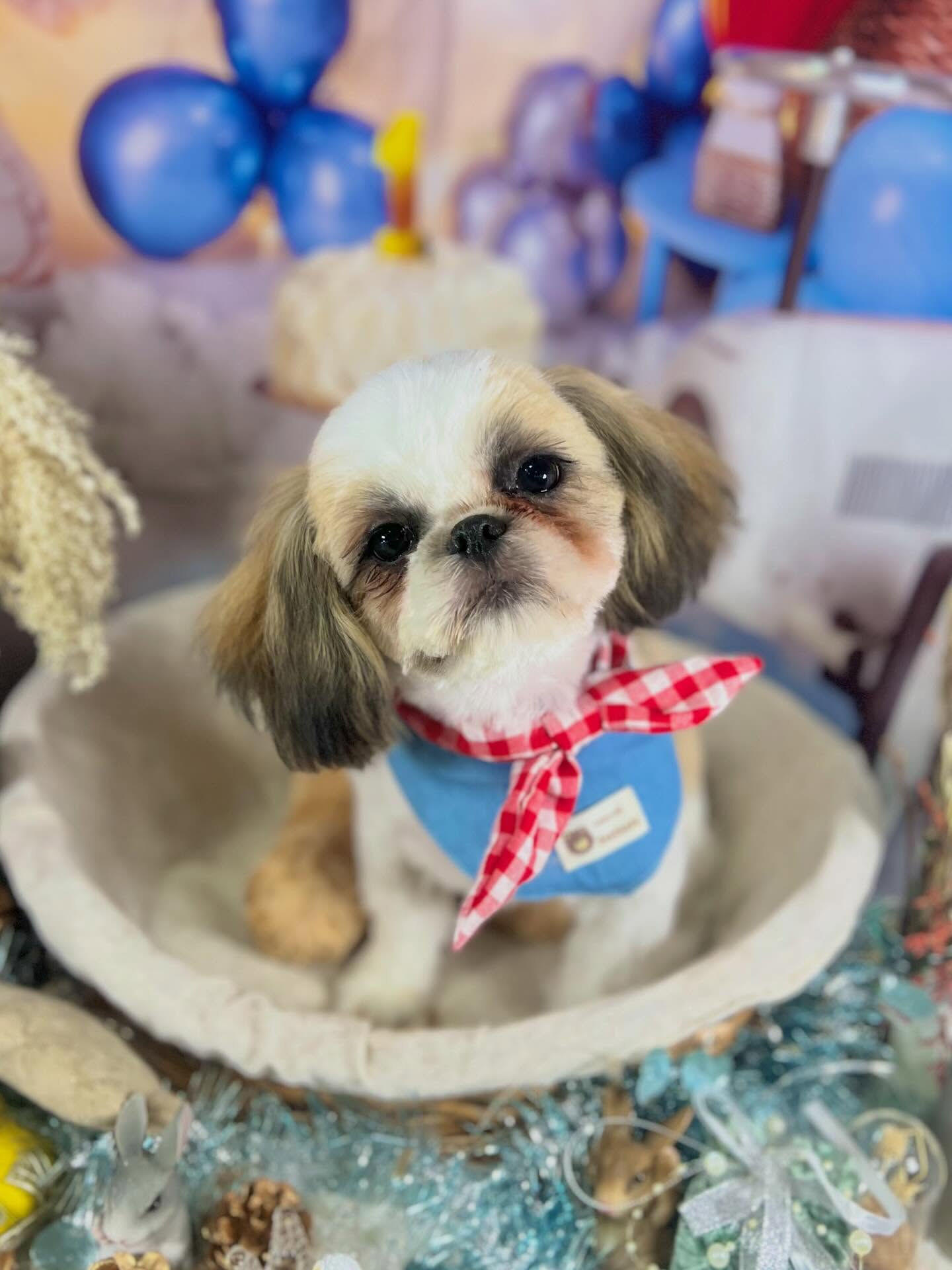 来店いただいたもずくちゃんです🐶✨