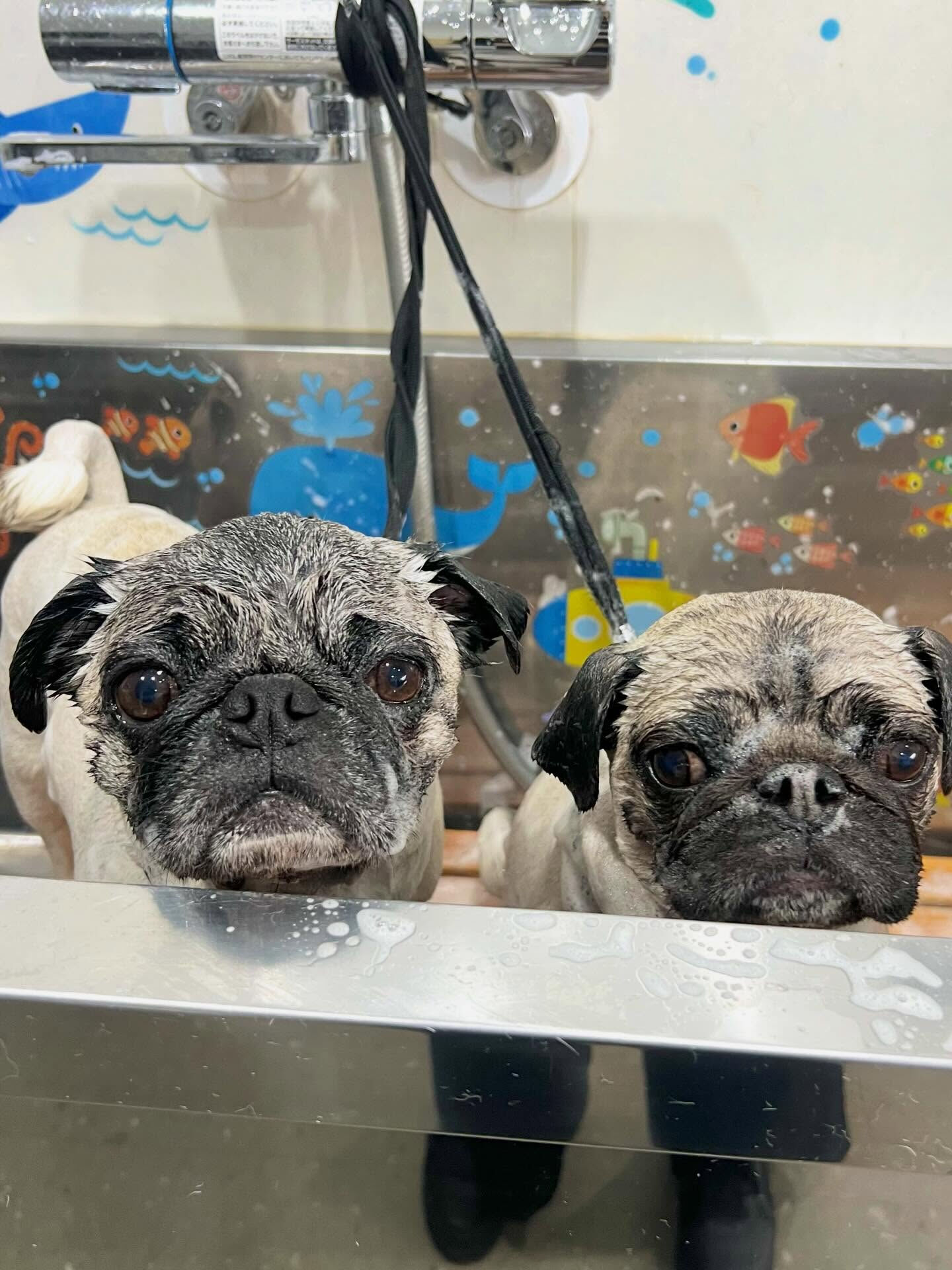 来店いただいたけいとちゃんです🐶✨