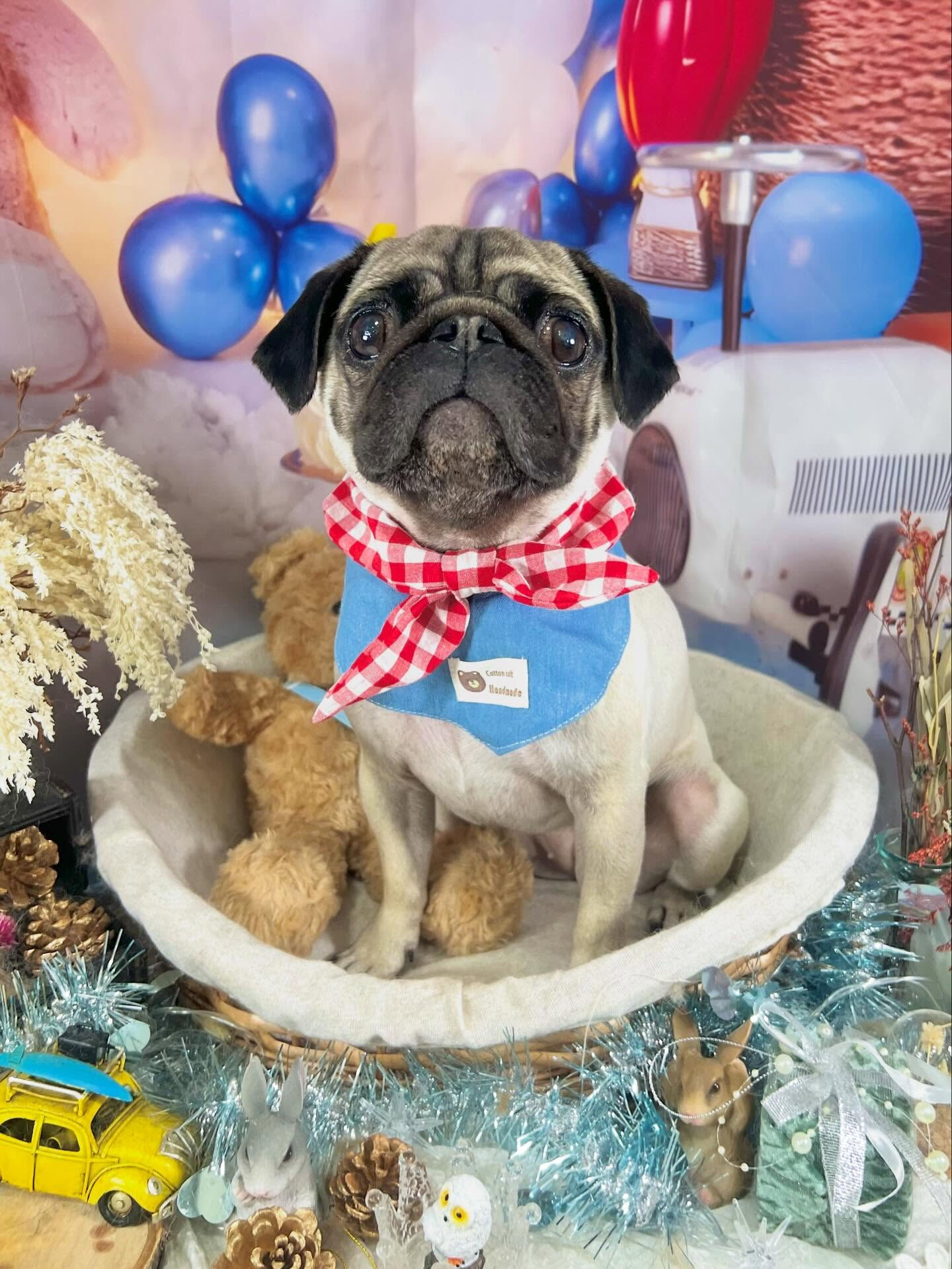来店いただいたけいとちゃんです🐶✨