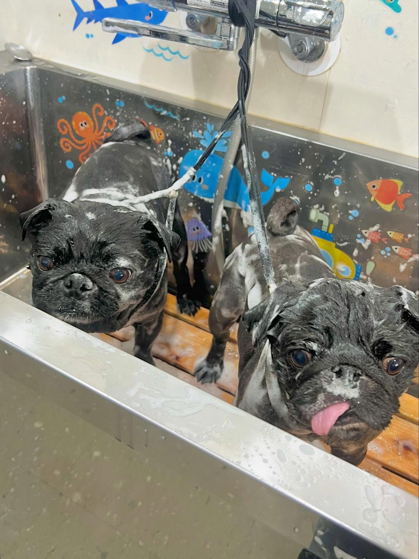 来店いただいたリトくんです🐶✨
