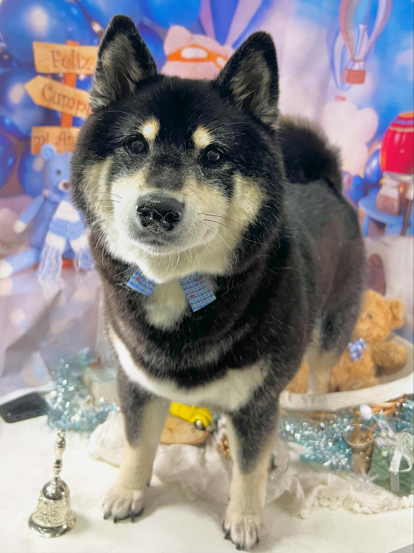 来店いただいたしじみちゃんです🐶✨