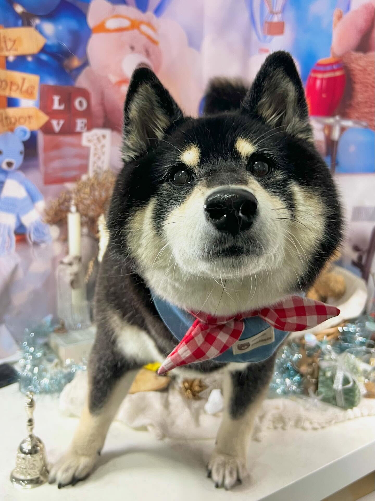 来店いただいたしじみちゃんです🐶✨