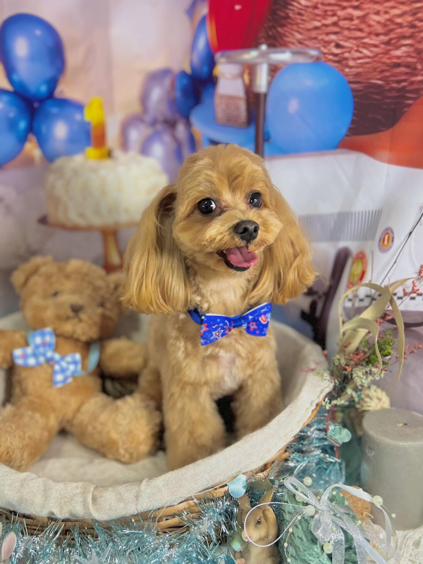来店いただいたベリーくんです🐶✨
