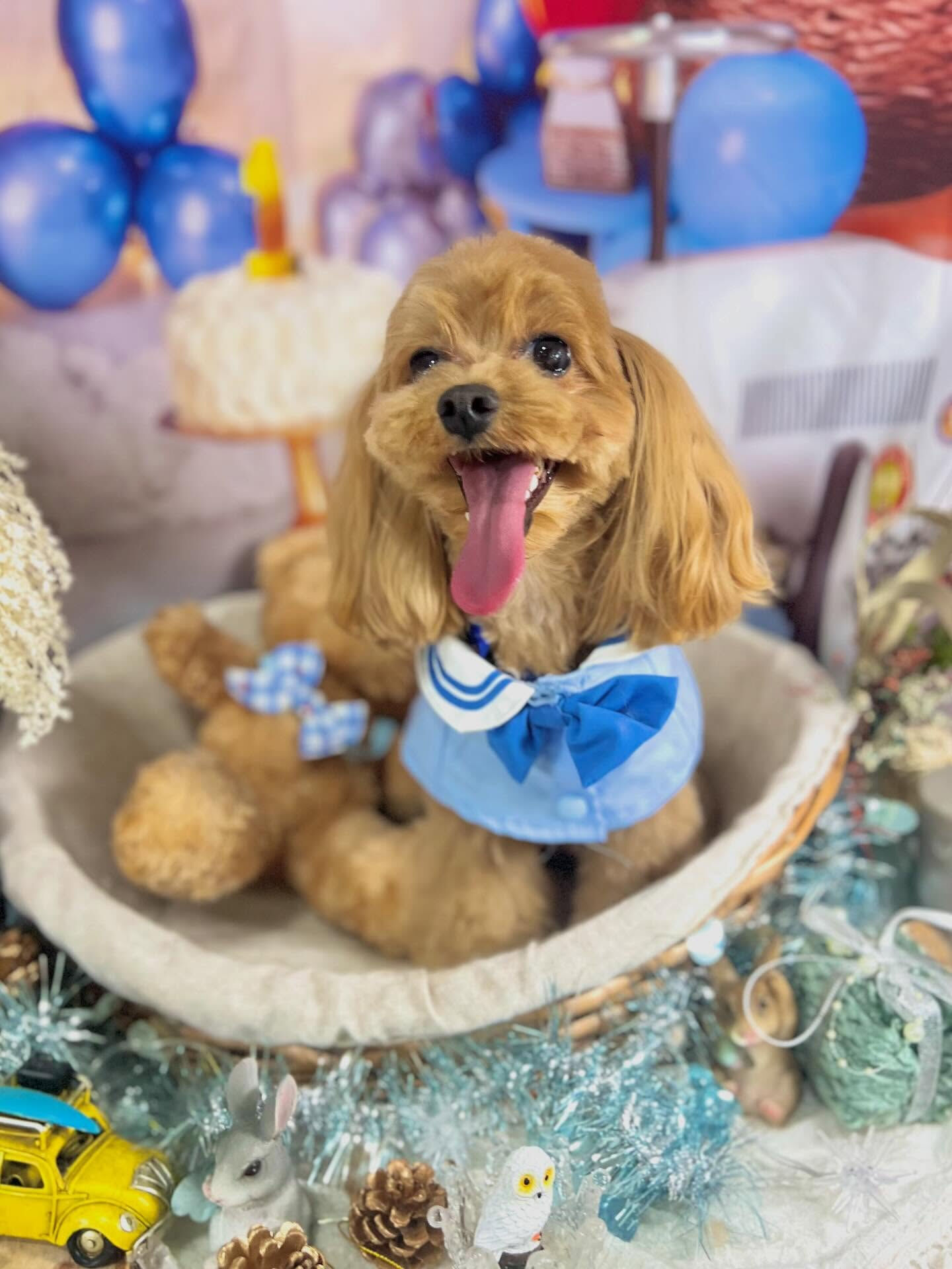来店いただいたベリーくんです🐶✨