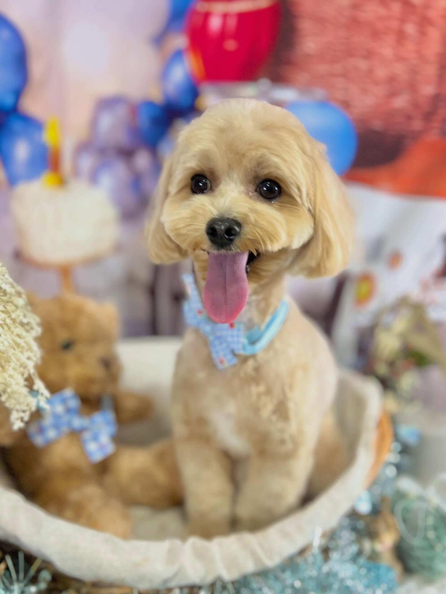 来店いただいたノアちゃんです🐶✨