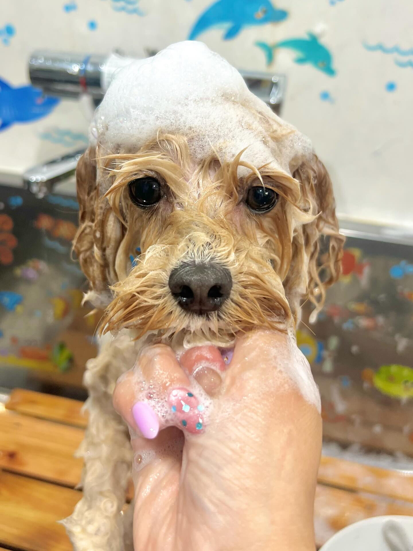 来店いただいたノアちゃんです🐶✨