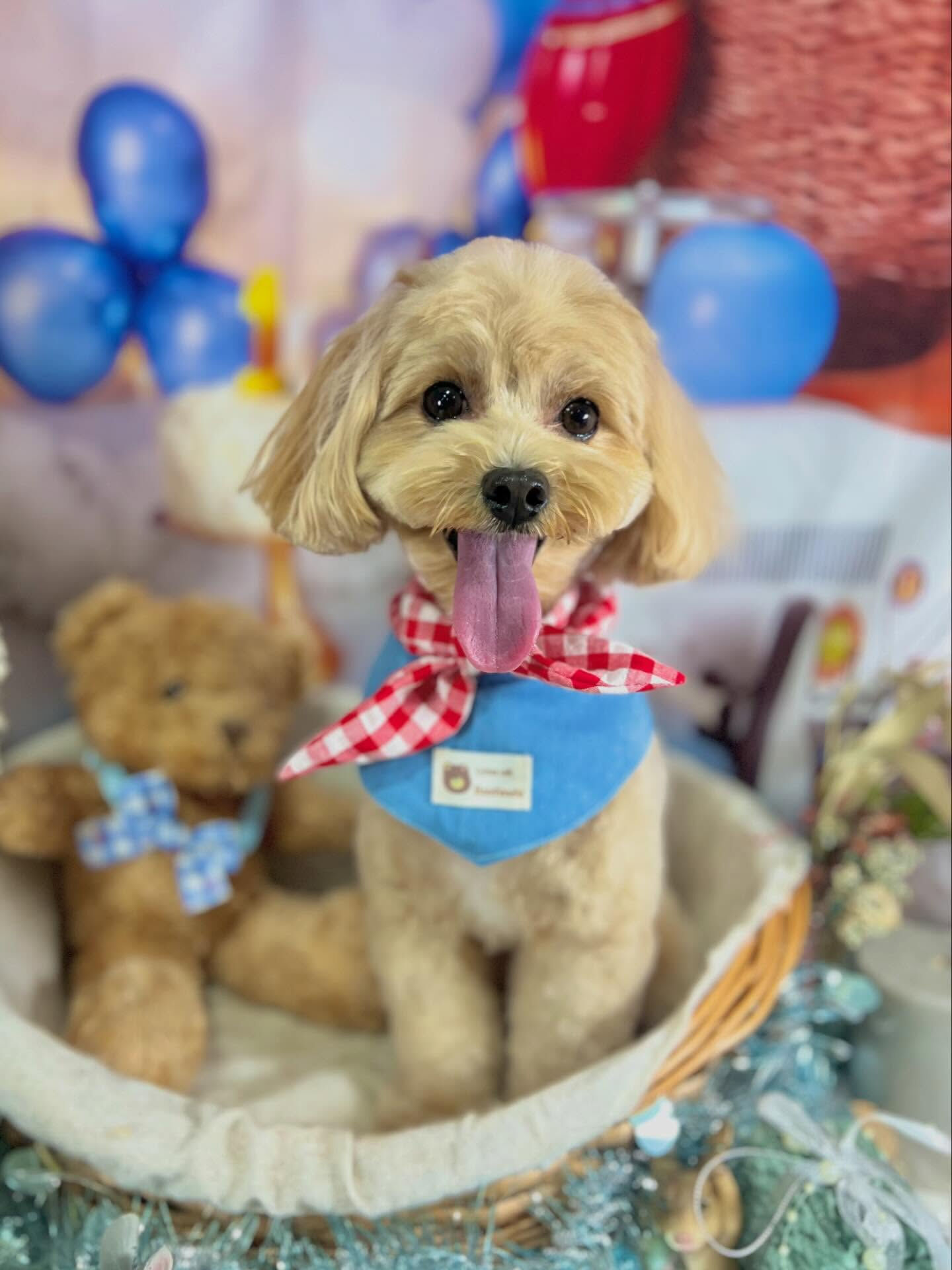 来店いただいたノアちゃんです🐶✨