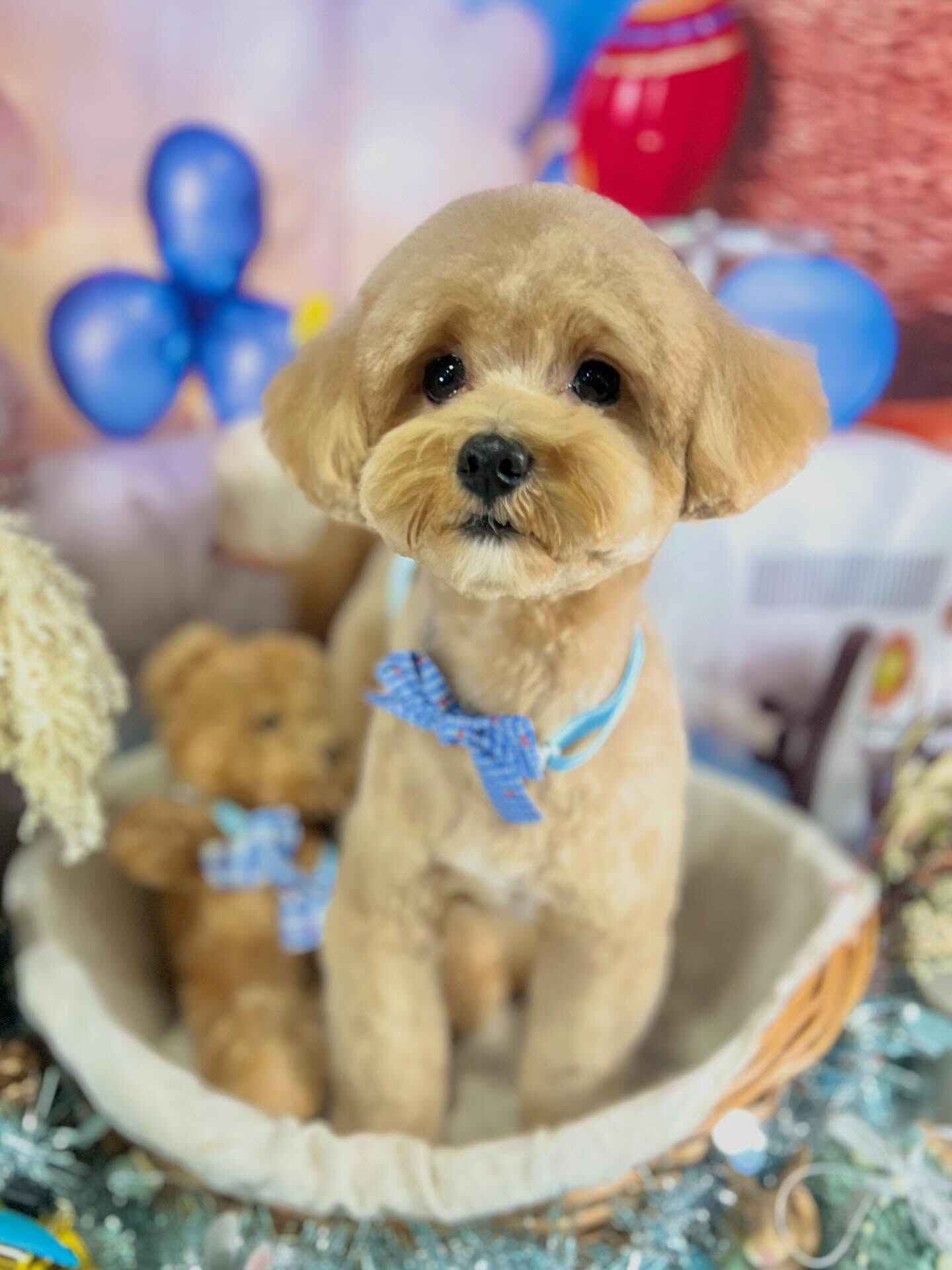 来店いただいたきなこくんです🐶✨