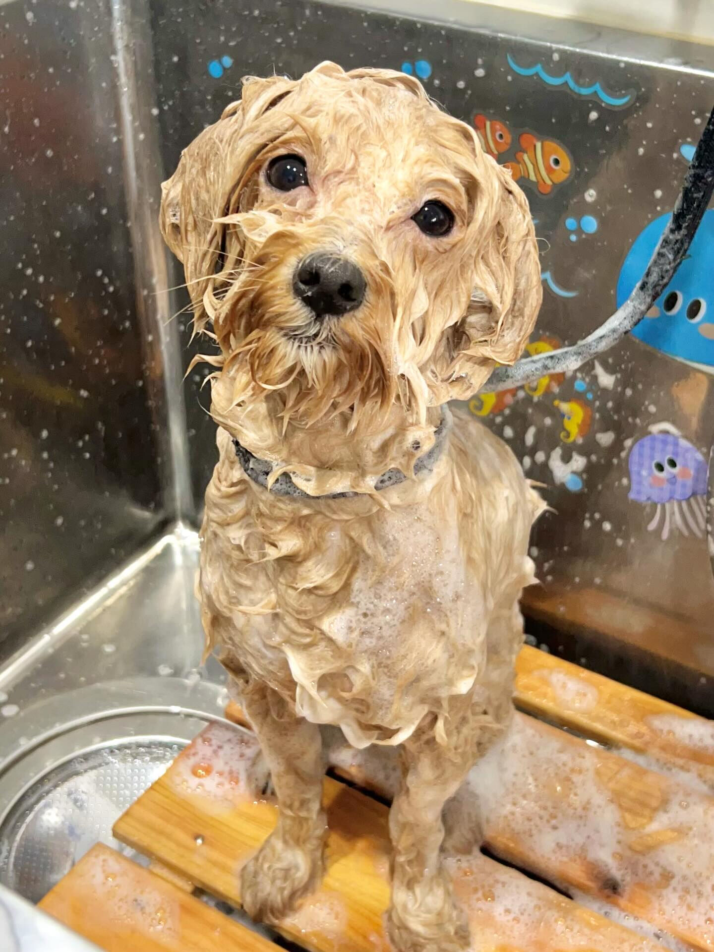 来店いただいたきなこくんです🐶✨