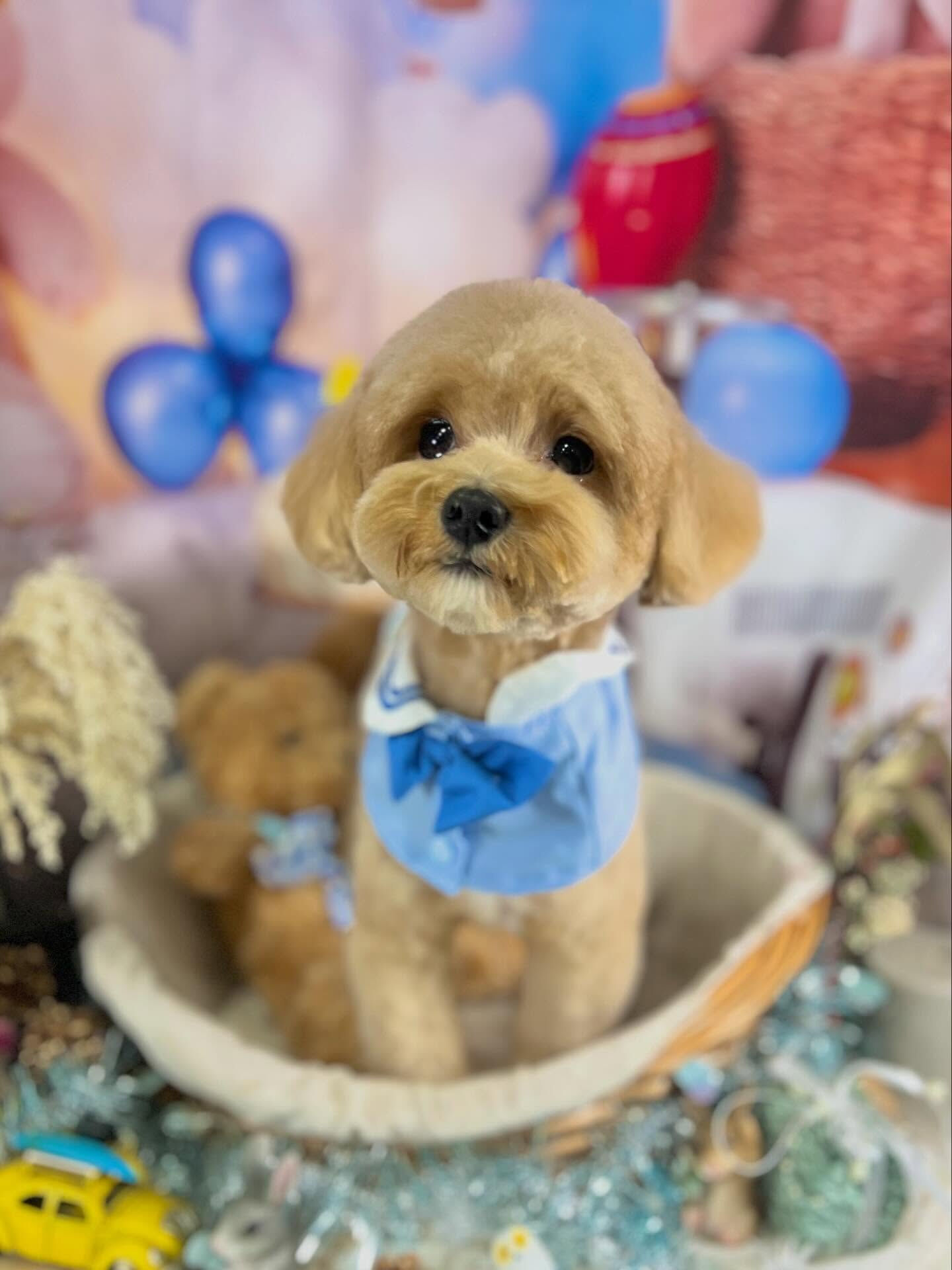来店いただいたきなこくんです🐶✨