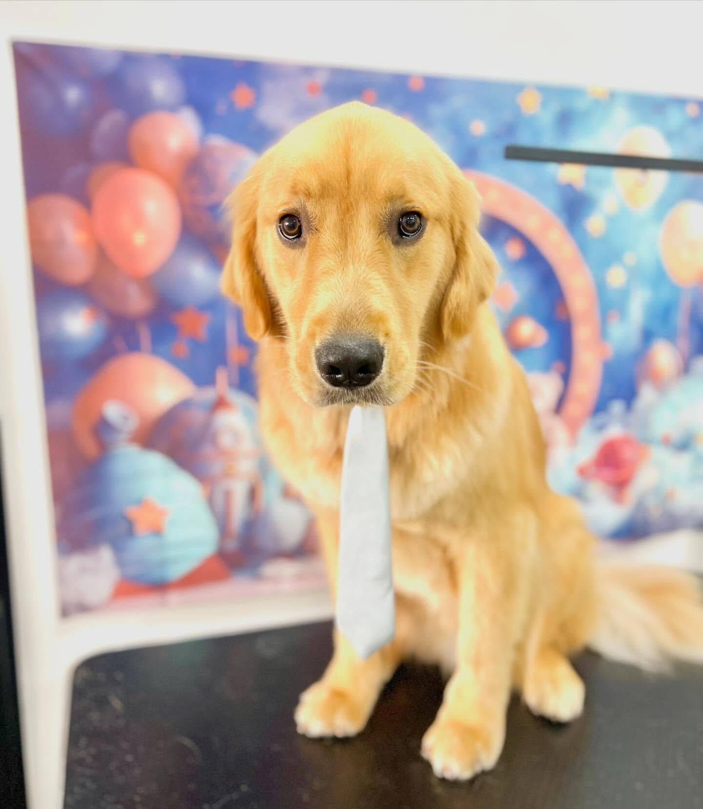 来店いただいたリクくんです🐶✨