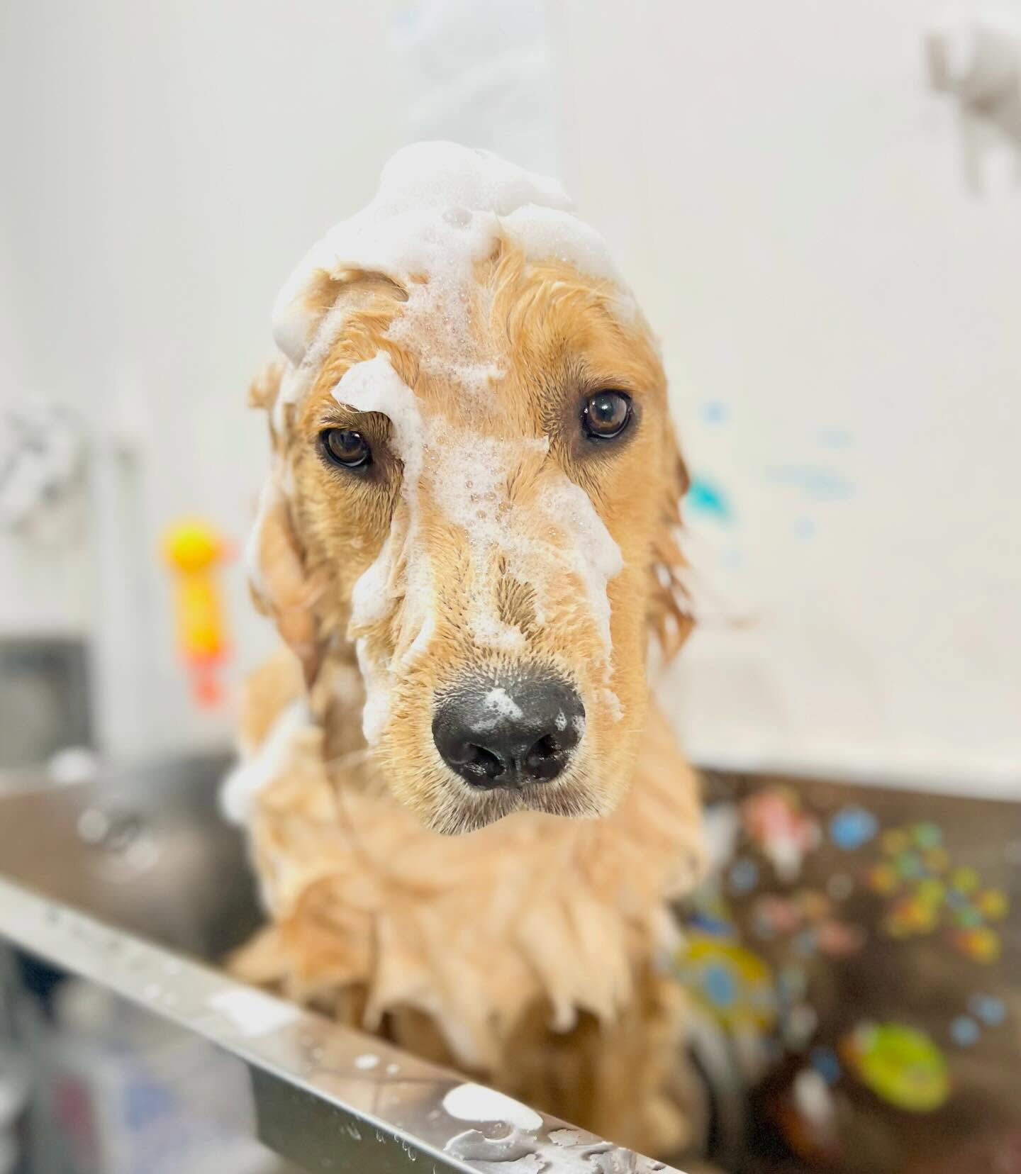 来店いただいたリクくんです🐶✨